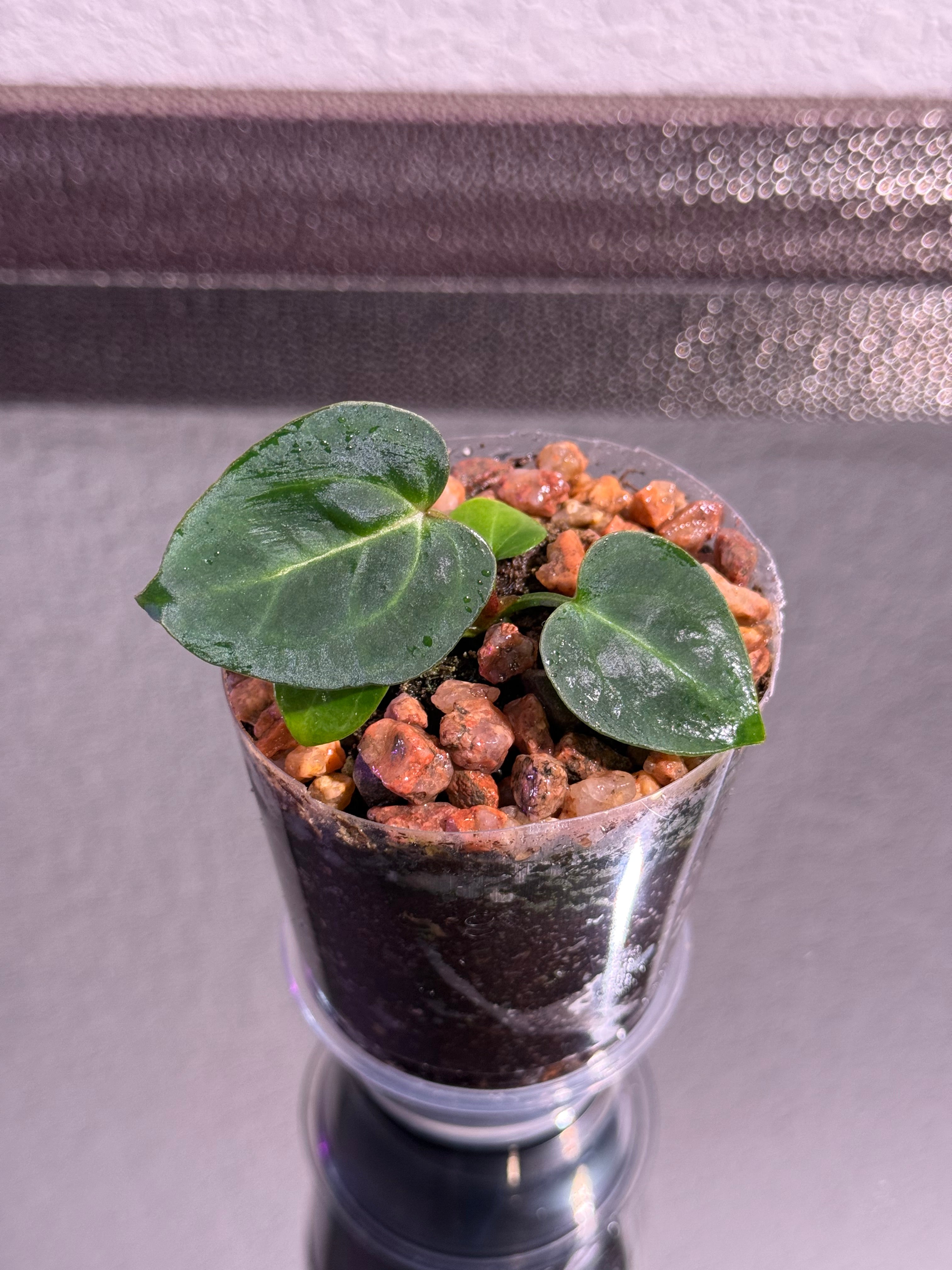 Anthurium NSE Red Crystal x Carlablackaie