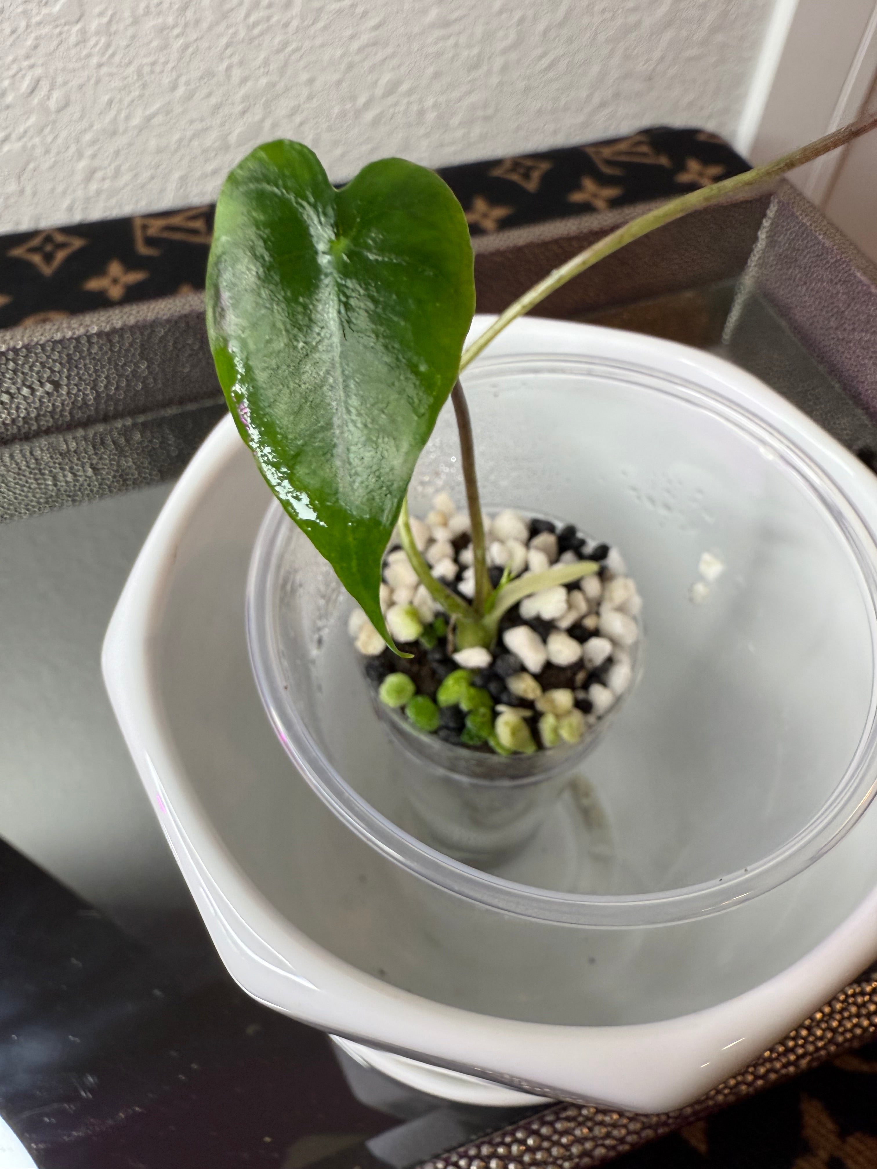 Alocasia Longiloba Suhirmaniana
Purple vein (acclimated tissue culture)