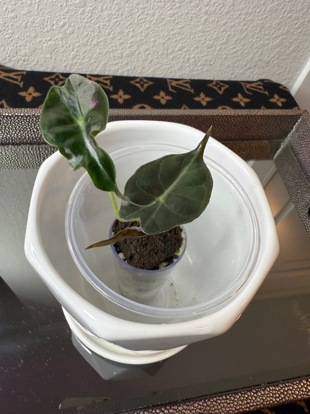 Alocasia Venom (acclimated tissue culture)