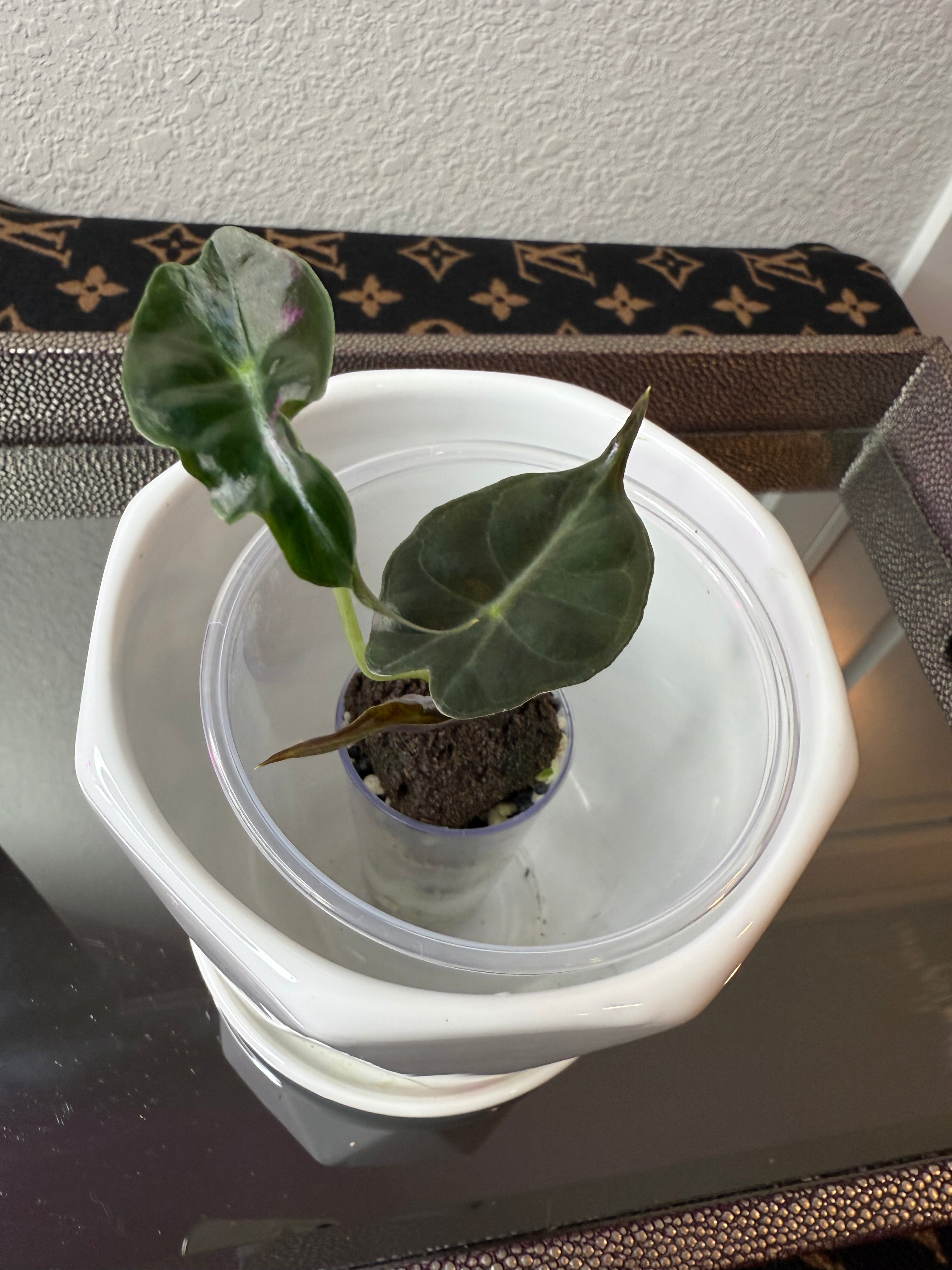 Alocasia Venom (acclimated tissue culture)