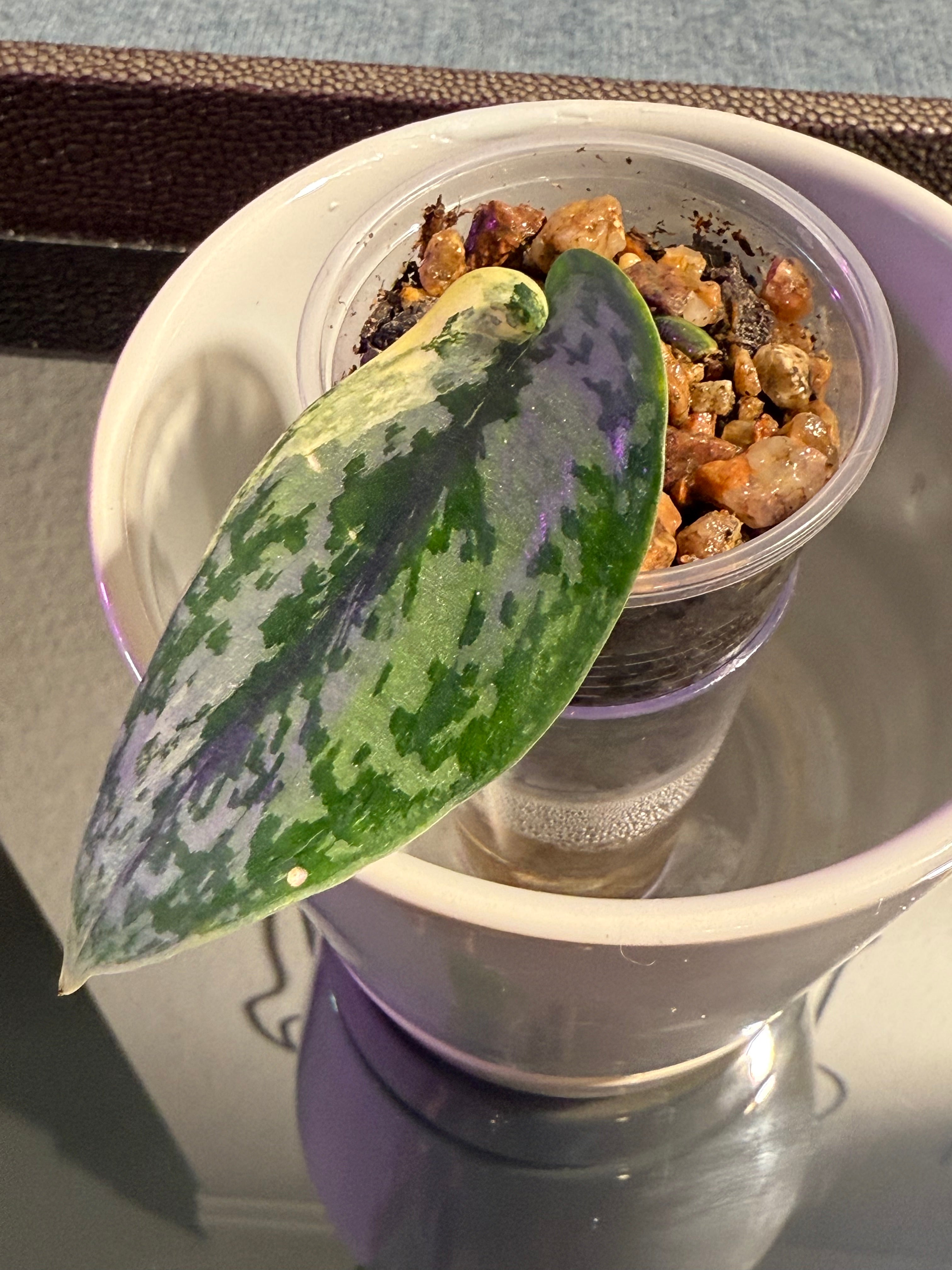 Scindapsus Apolaki Variegated