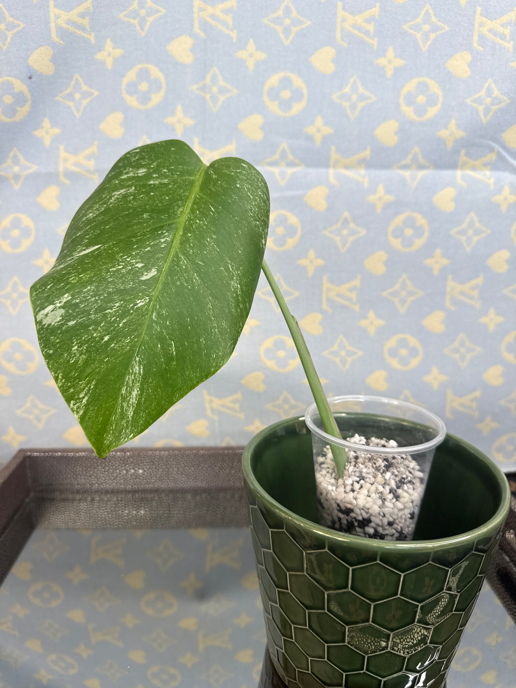 Monstera Albo cutting