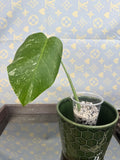 Monstera Albo cutting