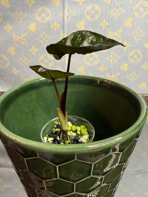 Alocasia Antoro Velvet (corm grown)