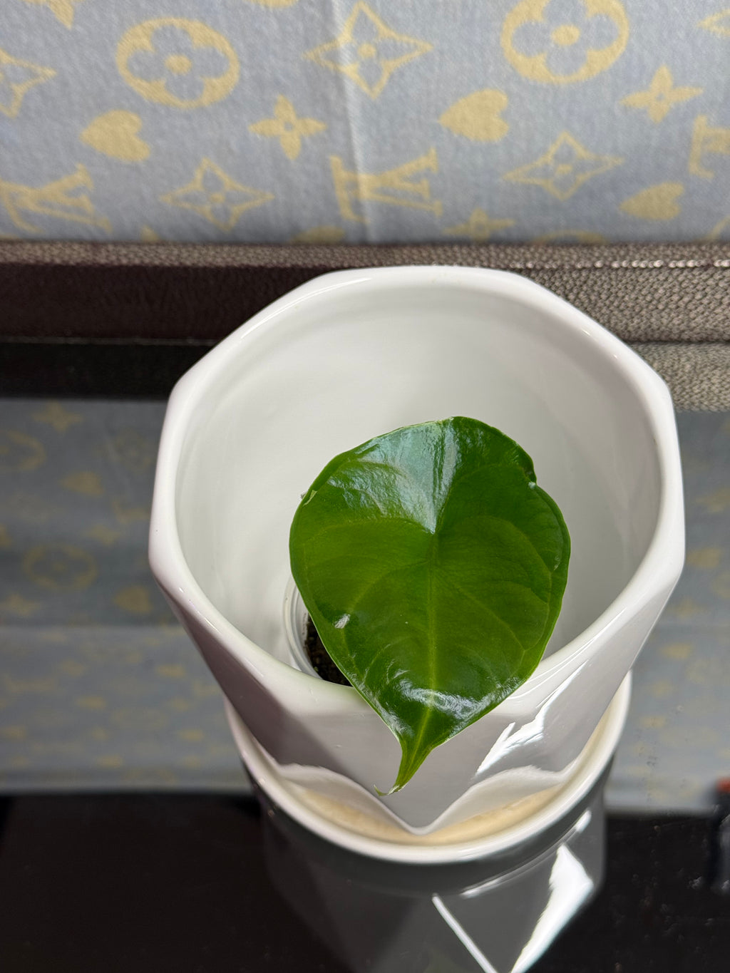 Alocasia Green Unicorn (corm grown)