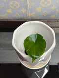 Alocasia Green Unicorn (corm grown)