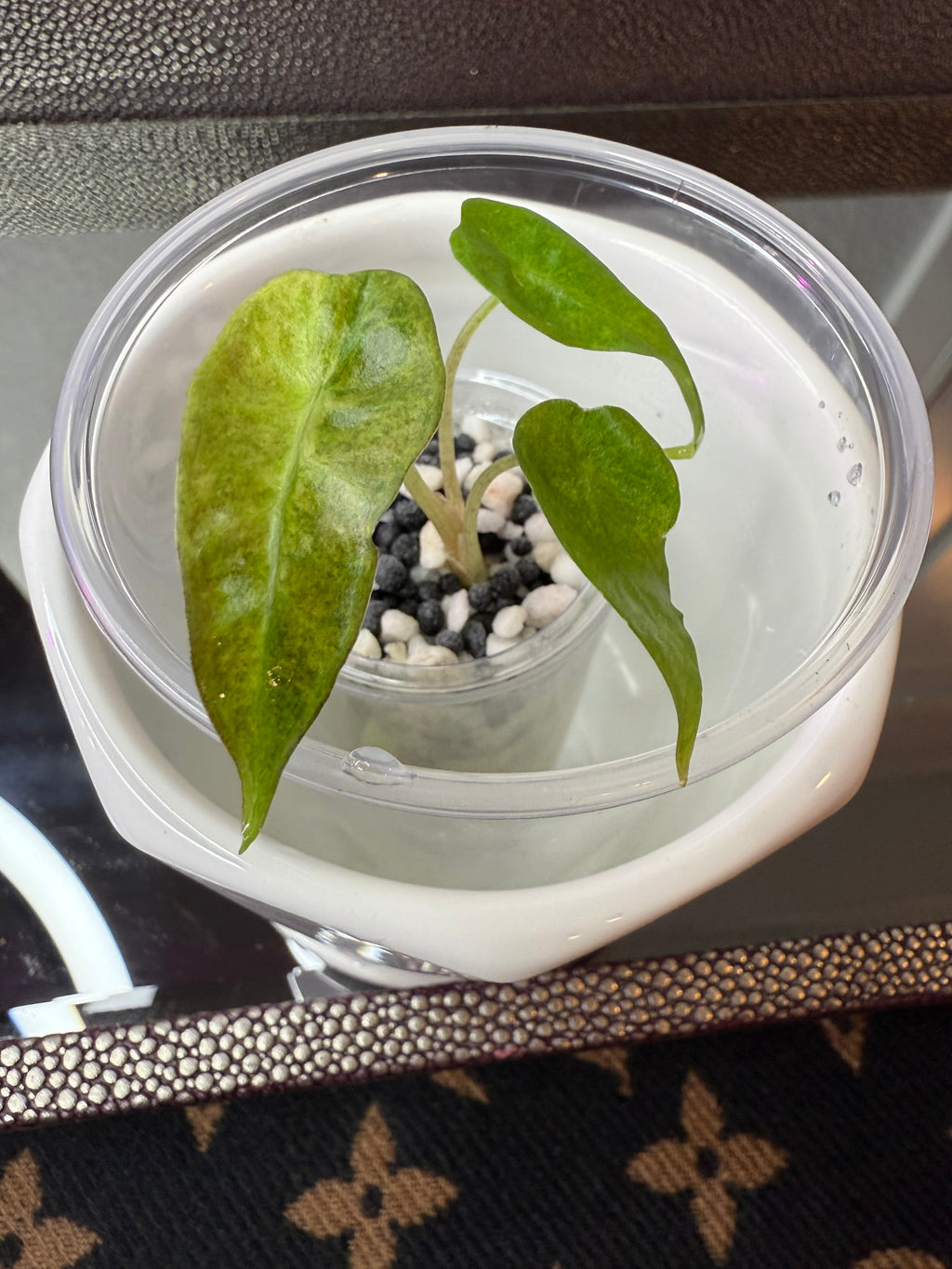 Alocasia Polly Aurea (acclimated tissue culture)