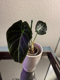 ￼Alocasia Black Velvet