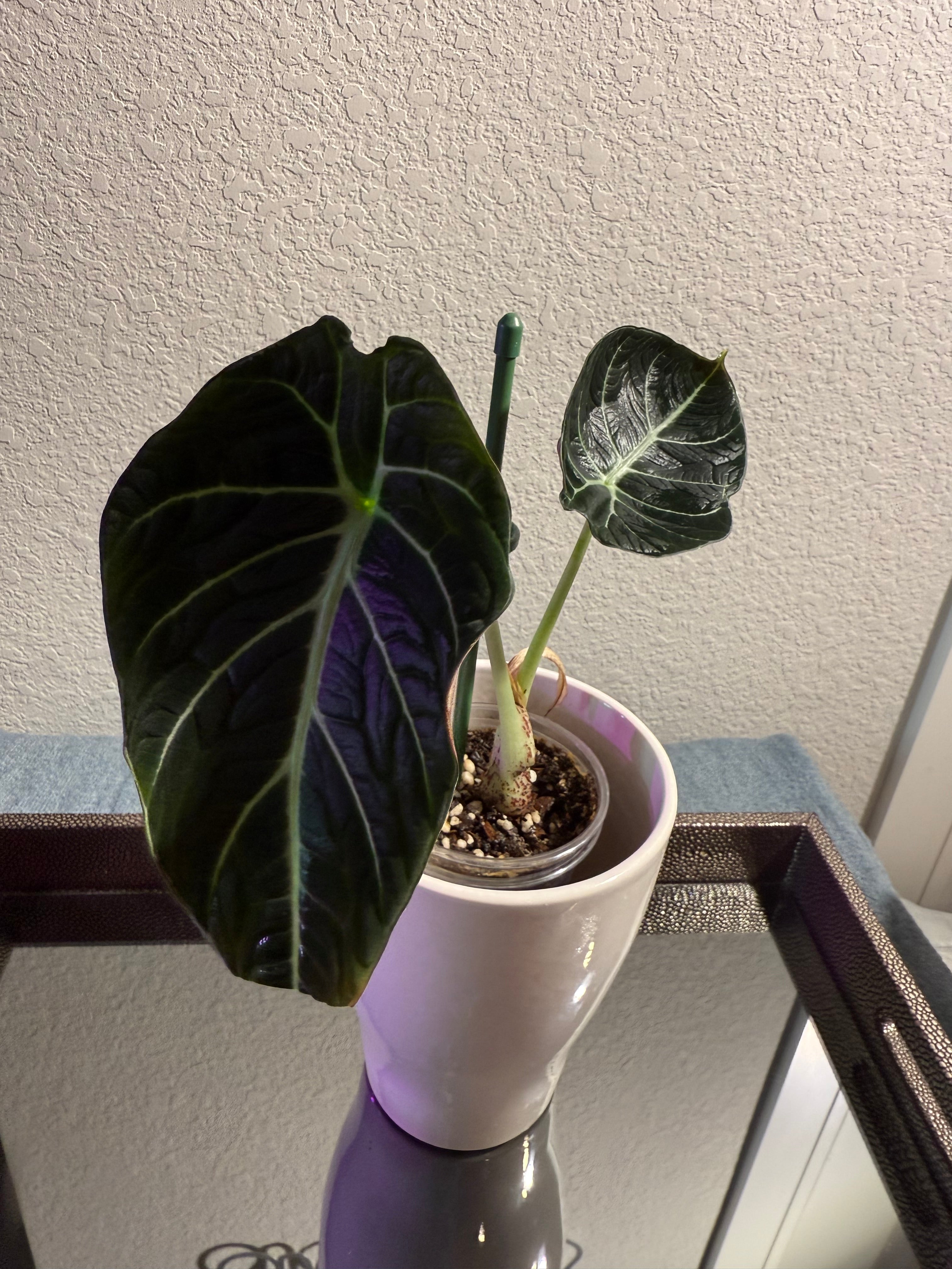 ￼Alocasia Black Velvet