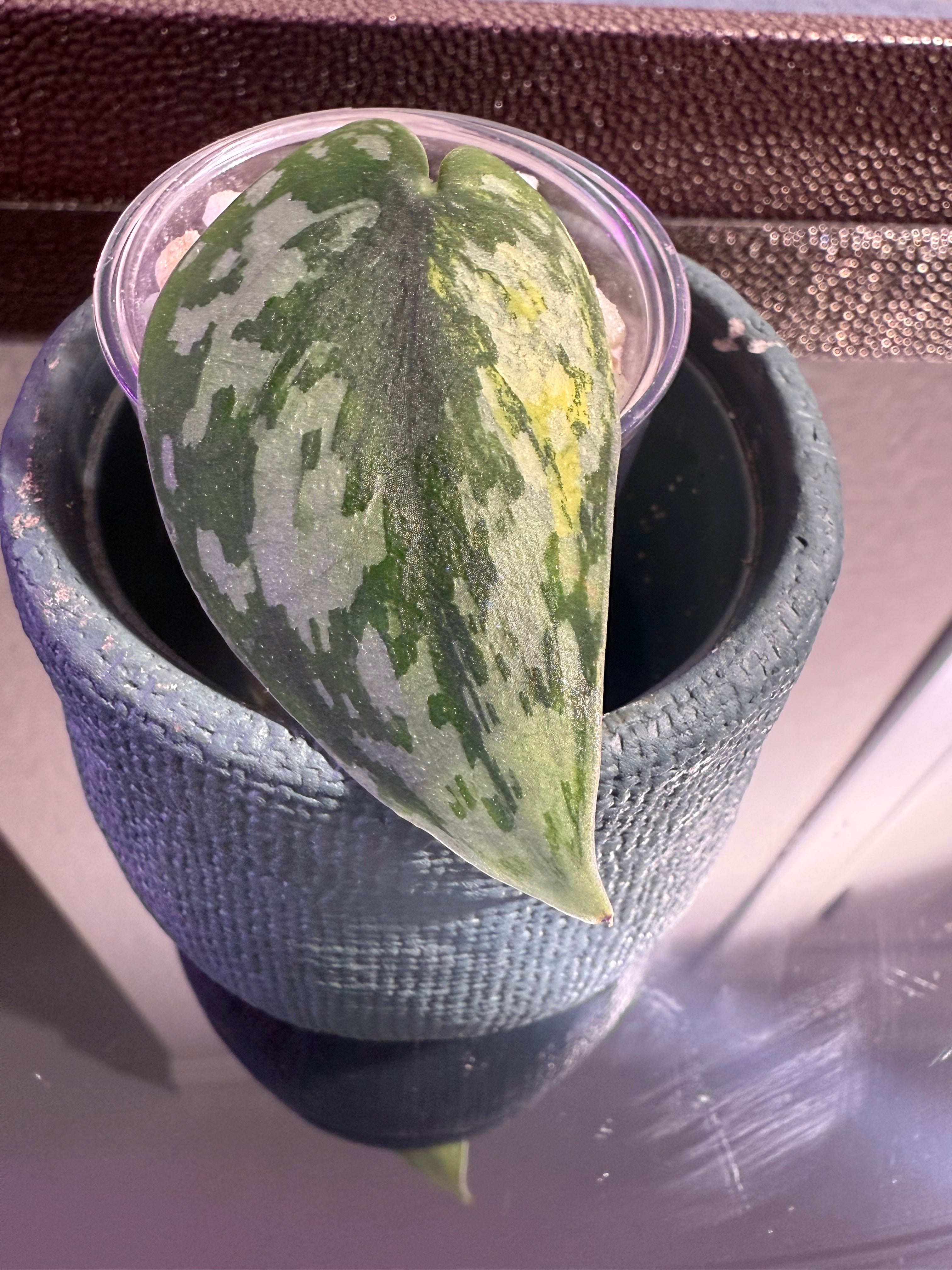 Scindapsus Apolaki Variegated