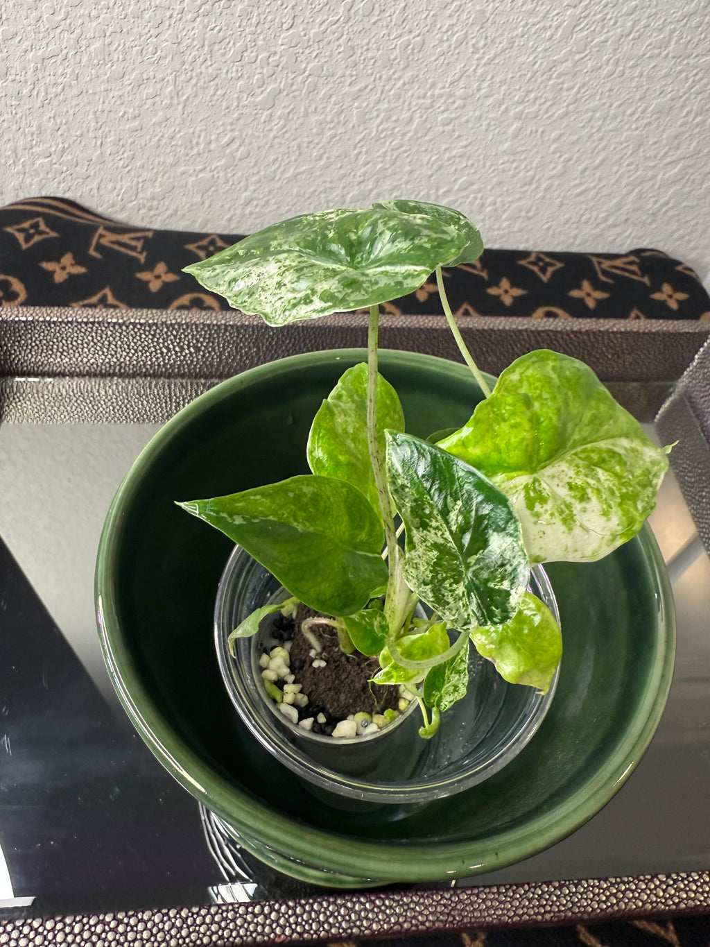 Alocasia Odora Batik (acclimated tissue culture)