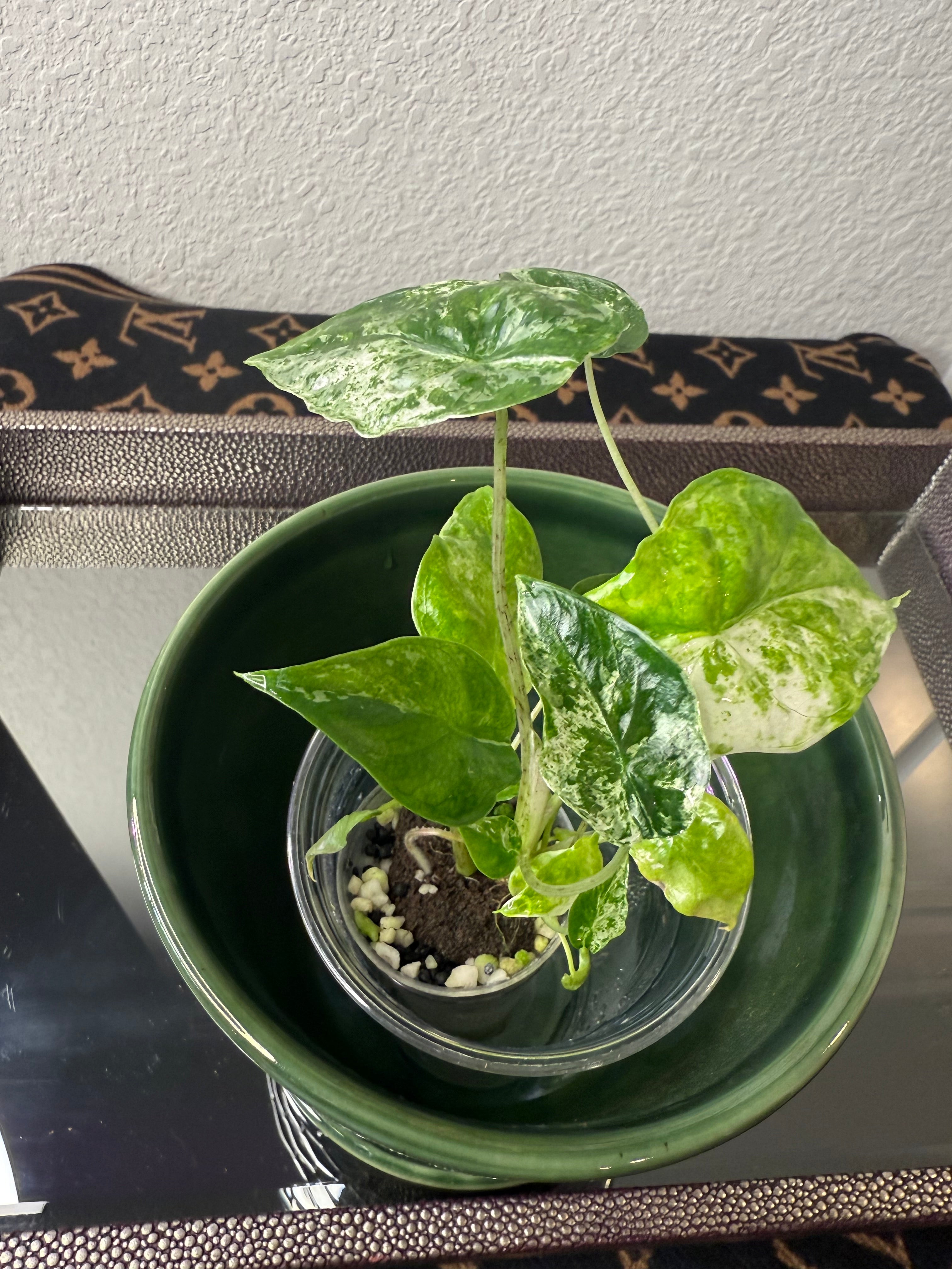 Alocasia Odora Batik (acclimated tissue culture)