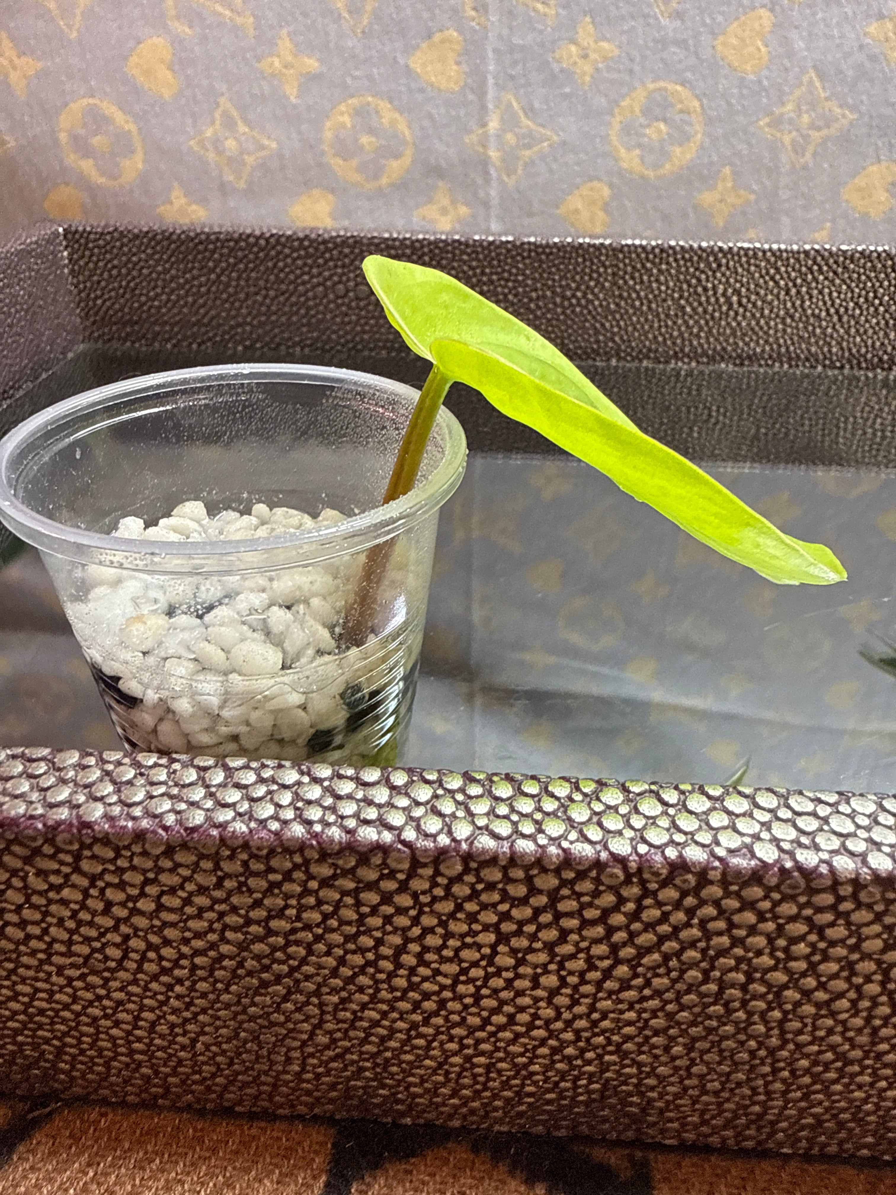Philodendron Lemon Lime Heart Leaf