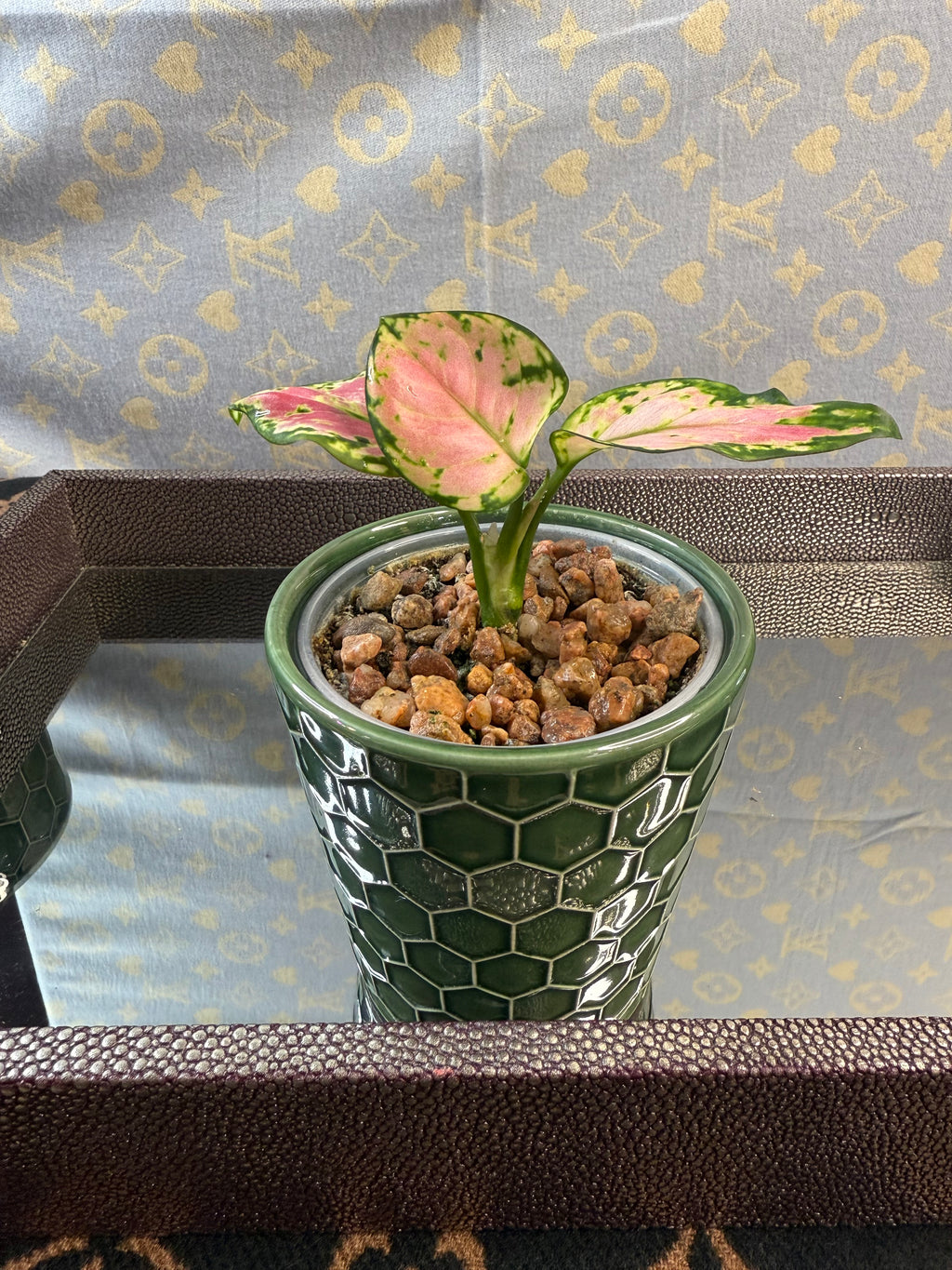 Aglaonema Lucky Red 