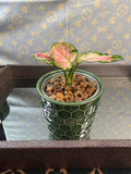 Aglaonema Lucky Red 