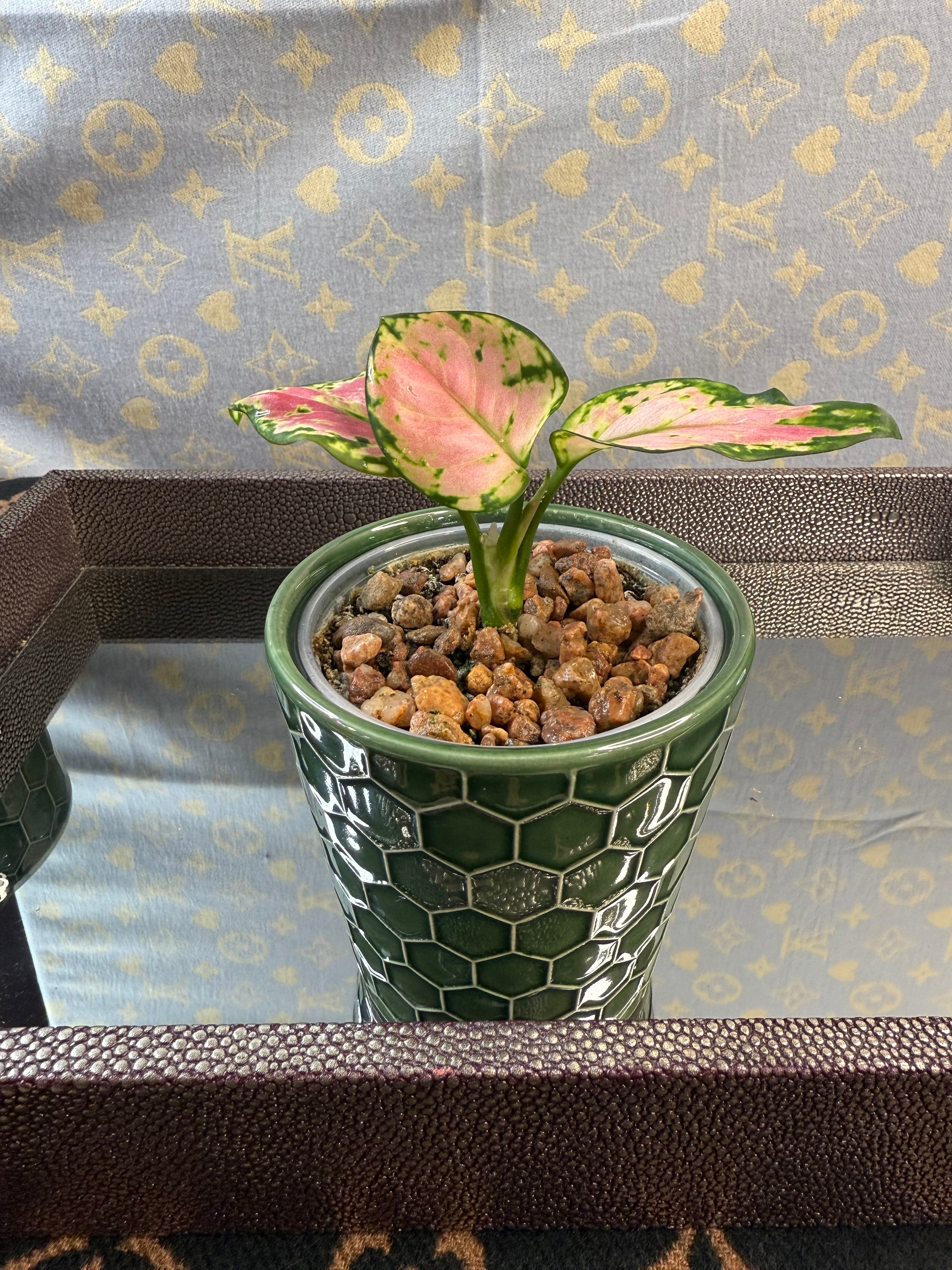 Aglaonema Lucky Red 