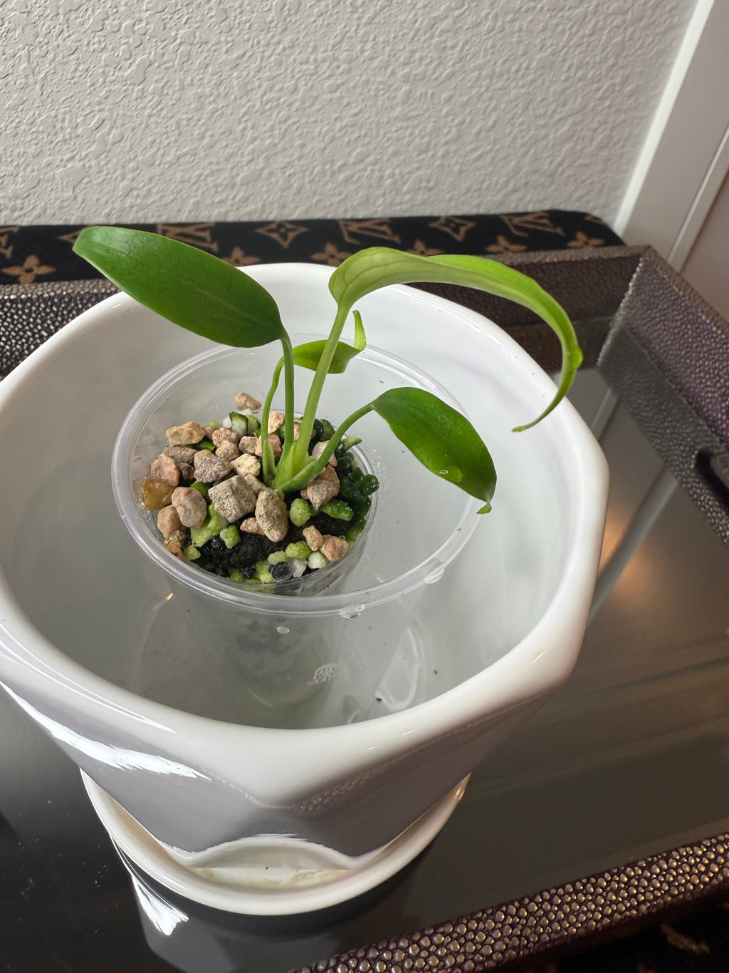 Monstera Burle Marx Flame (acclimated tissue culture)