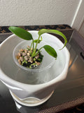 Monstera Burle Marx Flame (acclimated tissue culture)