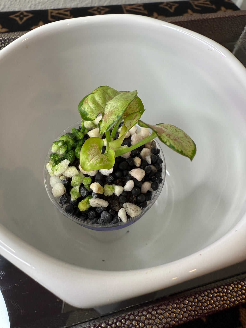 Syngonium
Milk Confetti (acclimated tissue culture)