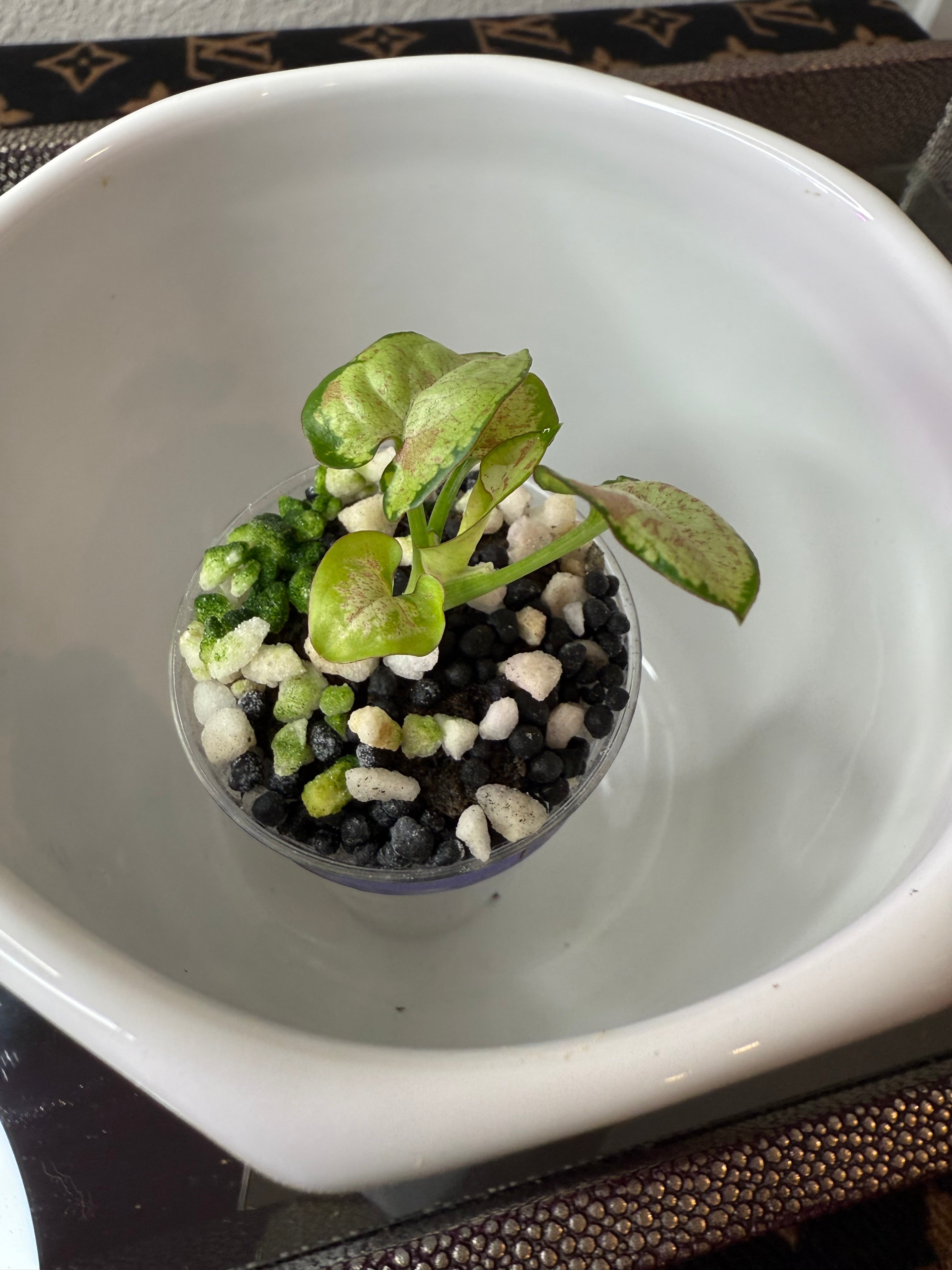 Syngonium
Milk Confetti (acclimated tissue culture)