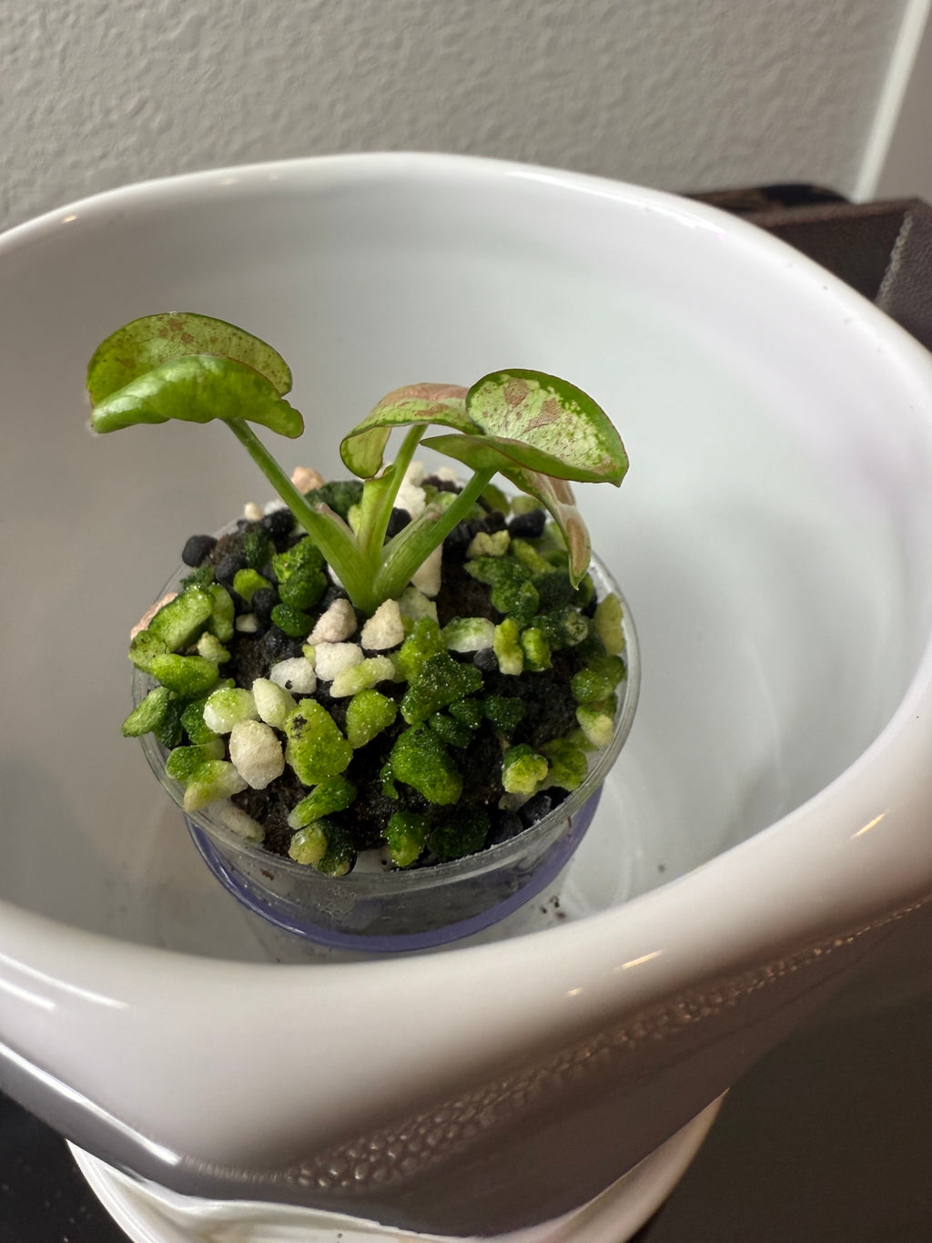 Syngonium
Milk Confetti (acclimated tissue culture)