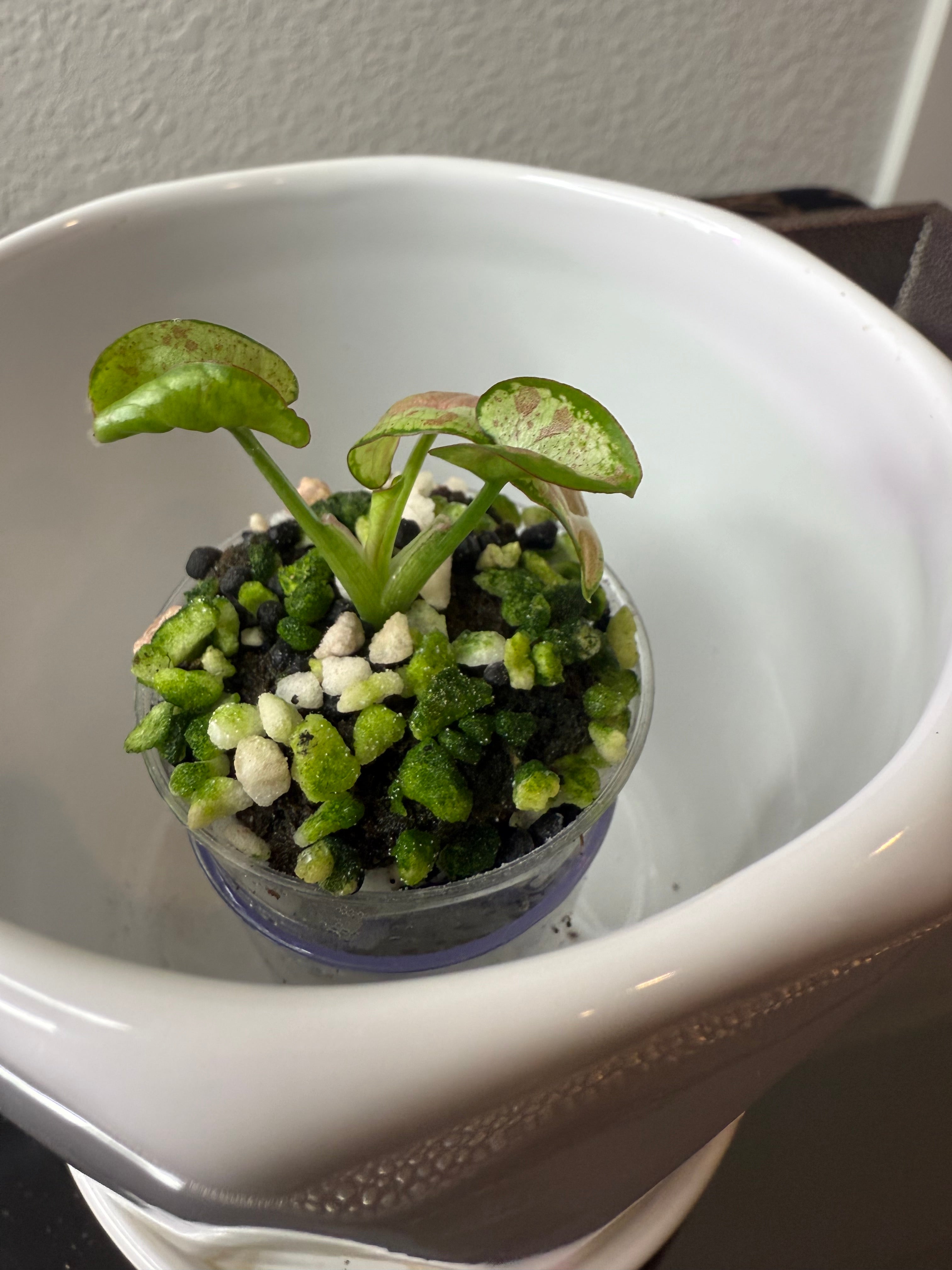 Syngonium
Milk Confetti (acclimated tissue culture)