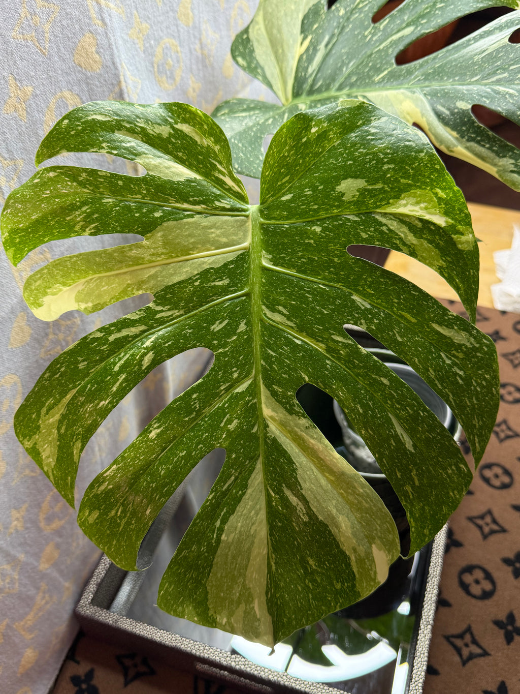 Monstera Thai Constellation cutting