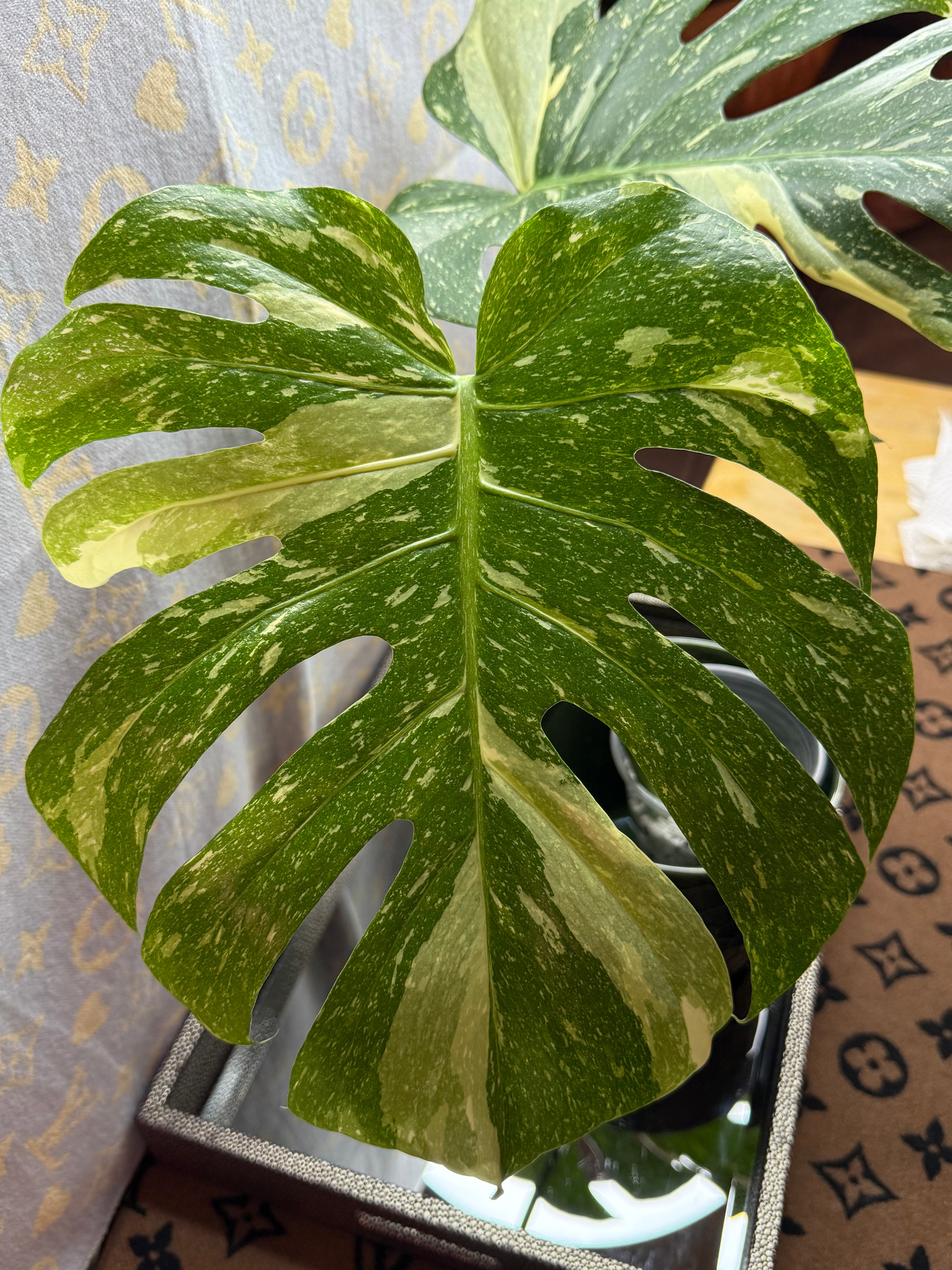 Monstera Thai Constellation cutting