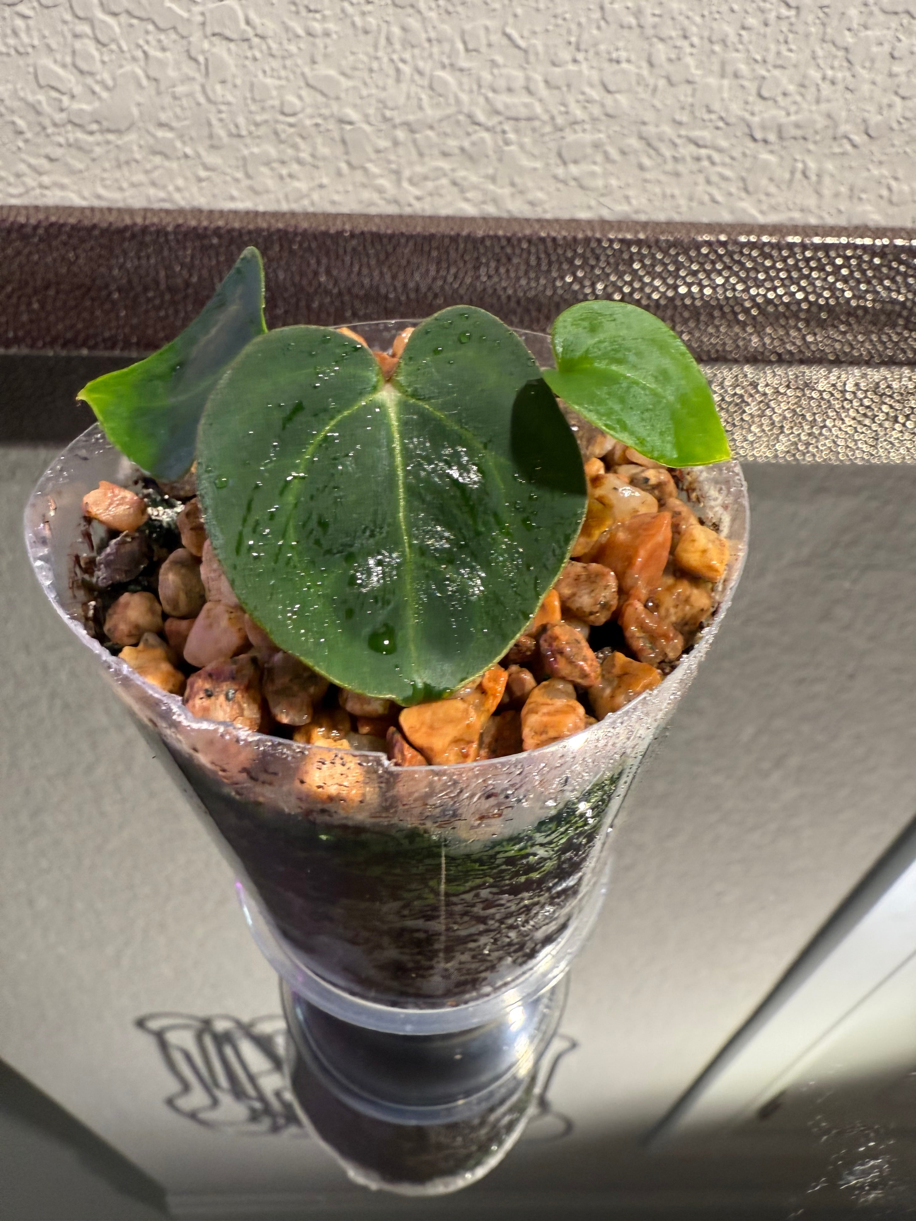 Anthurium NSE Red Crystal x Carlablackaie