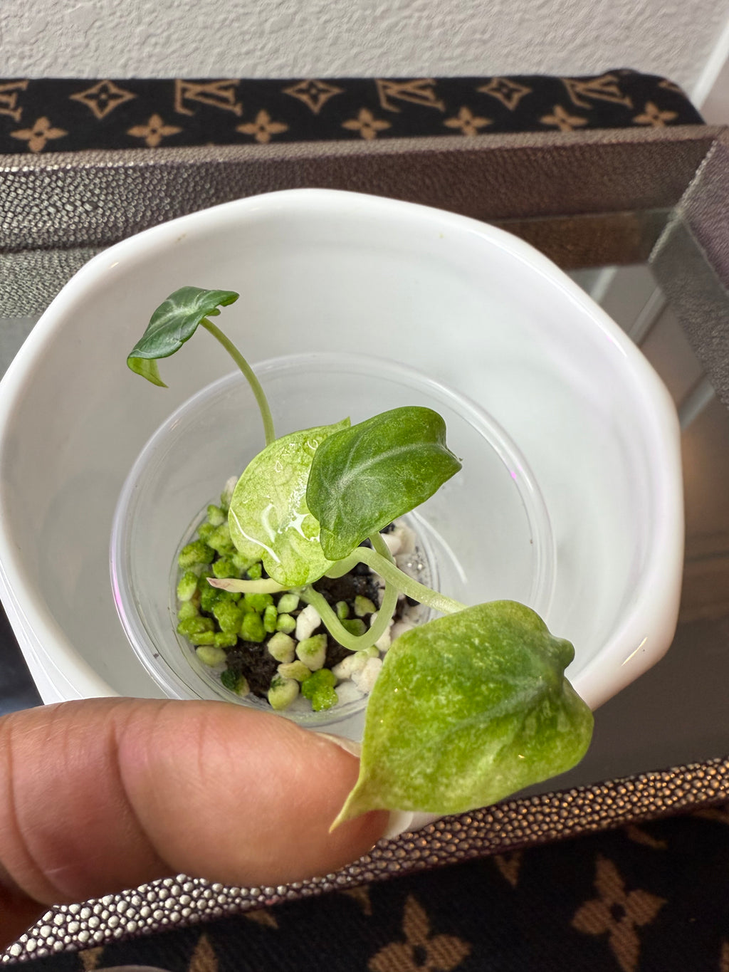 Alocasia Ninja Tri-Color (acclimated tissue culture)