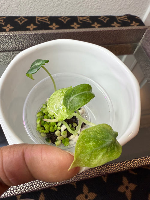 Alocasia Ninja Tri-Color (acclimated tissue culture)