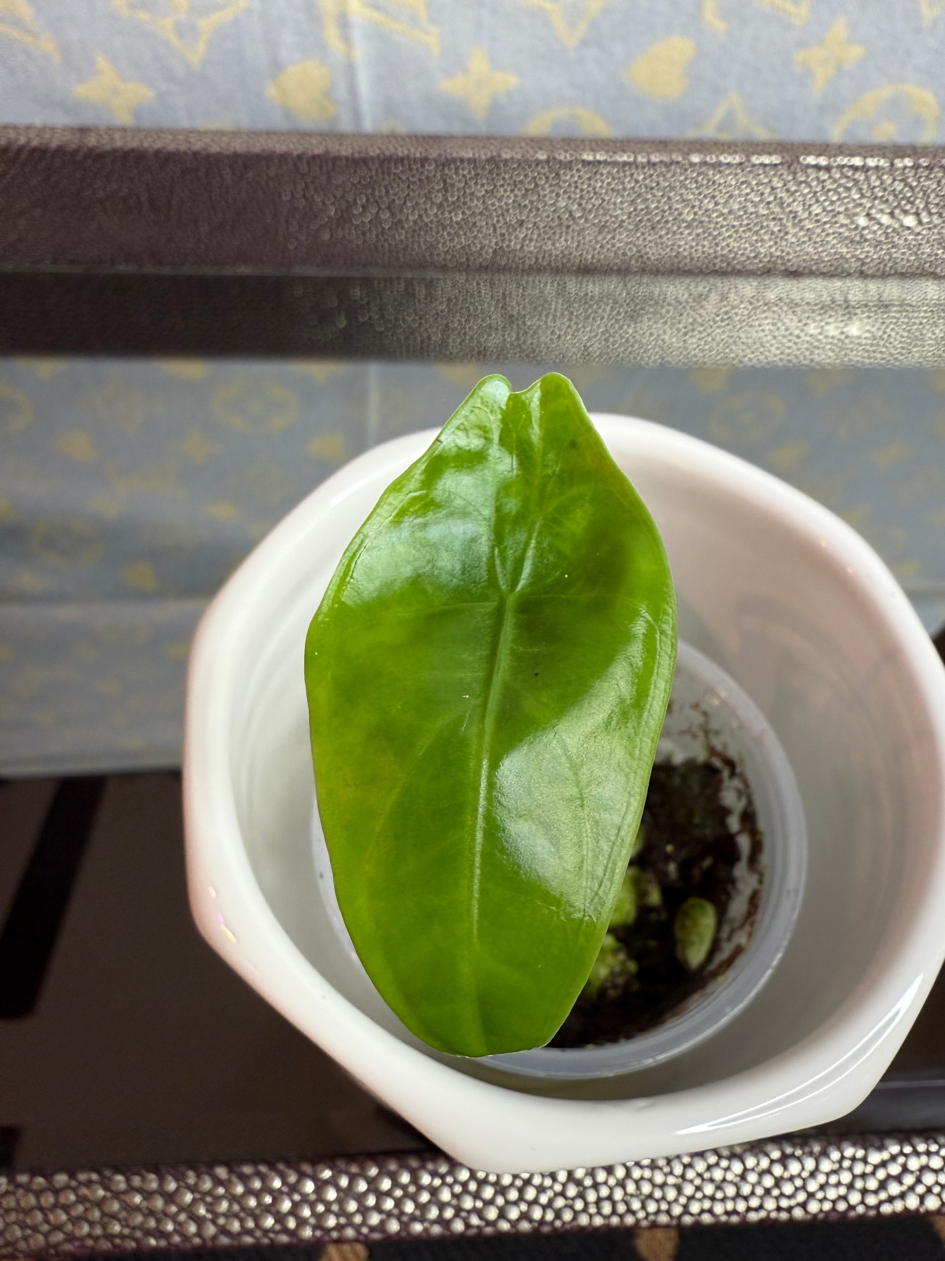 Alocasia Longiloba (corm grown)