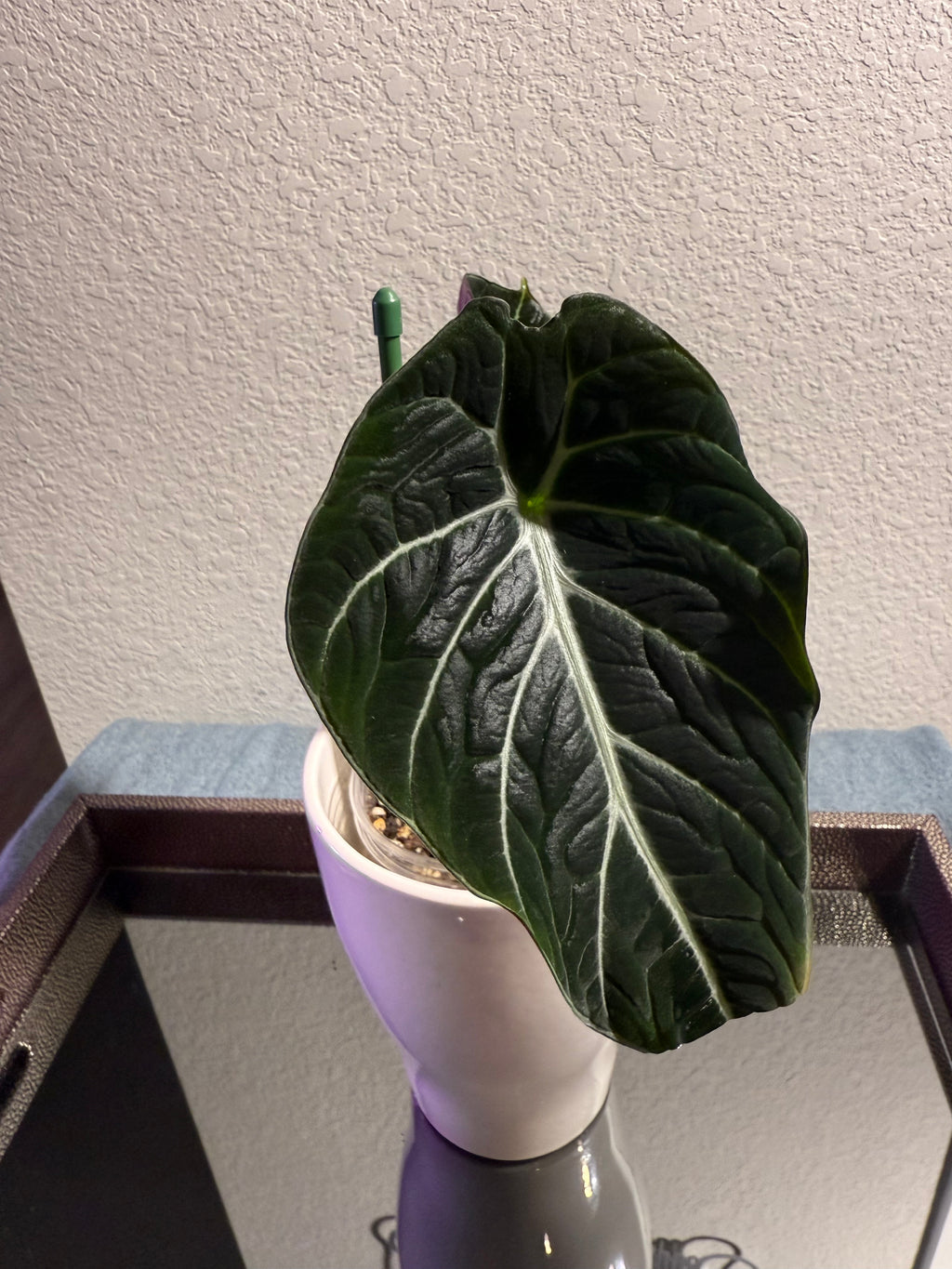 ￼Alocasia Black Velvet