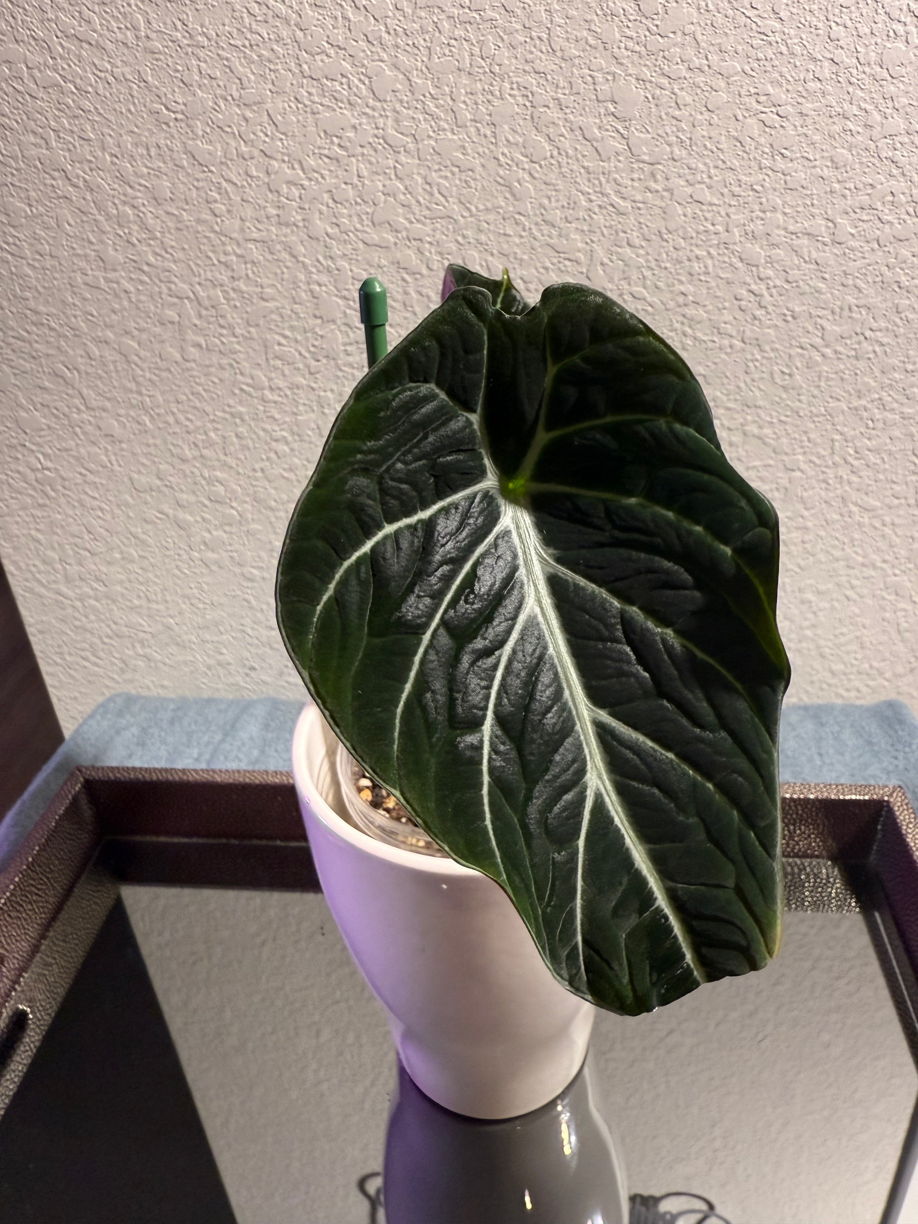 ￼Alocasia Black Velvet