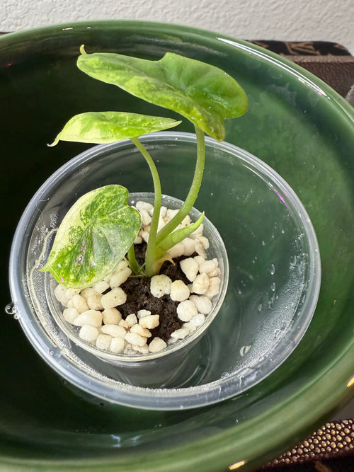 Alocasia Dragon Scale Aurea (acclimated tissue culture)