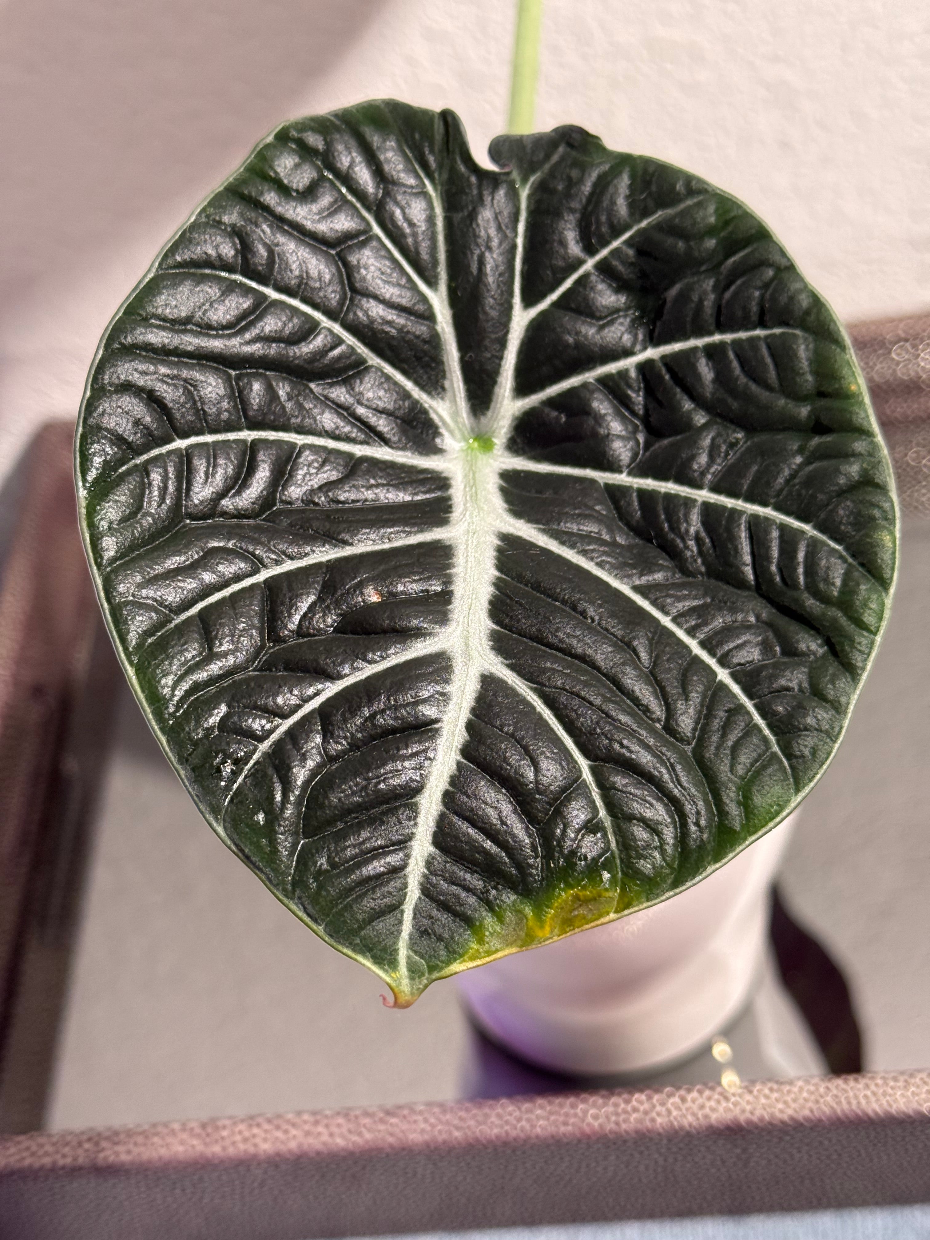 Black Velvet Alocasia