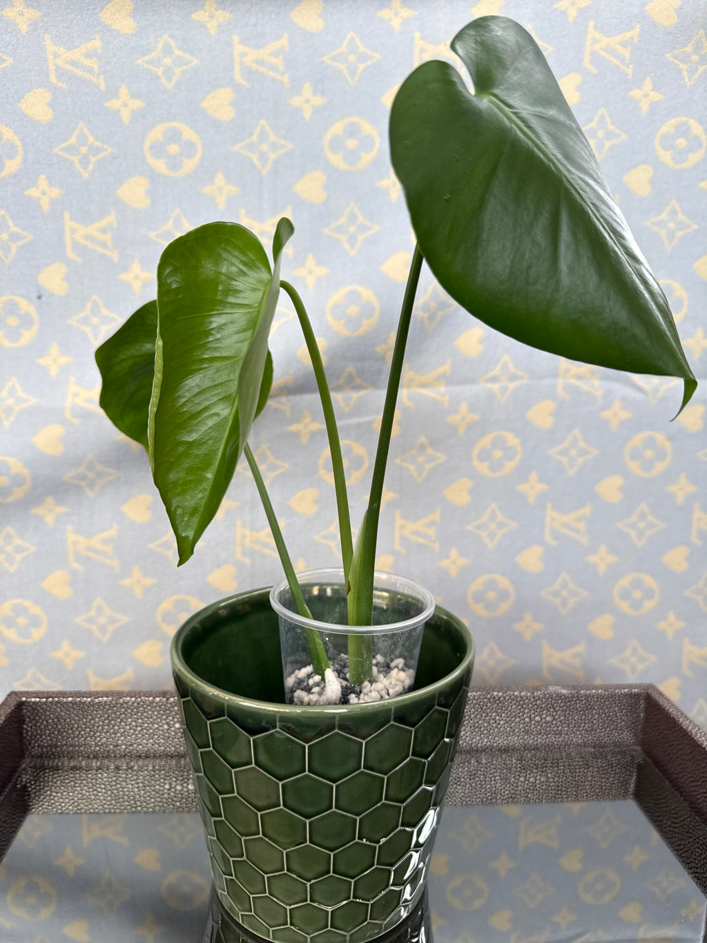 Monstera Deliciosa