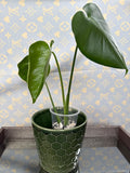 Monstera Deliciosa