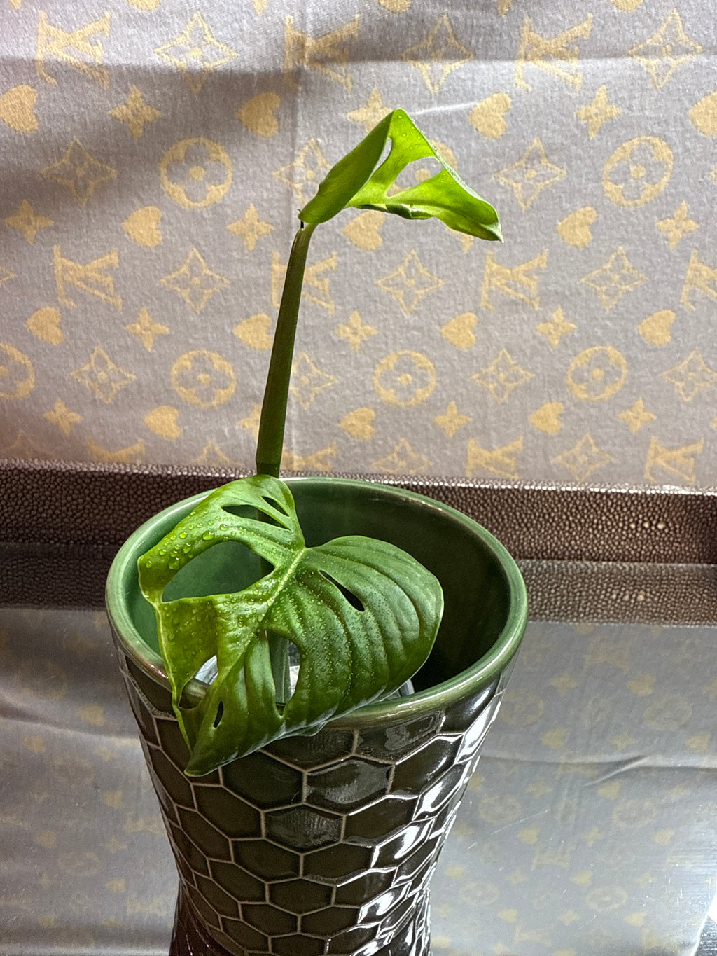 Monstera Adonsonii Albo cutting