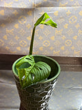 Monstera Adonsonii Albo cutting