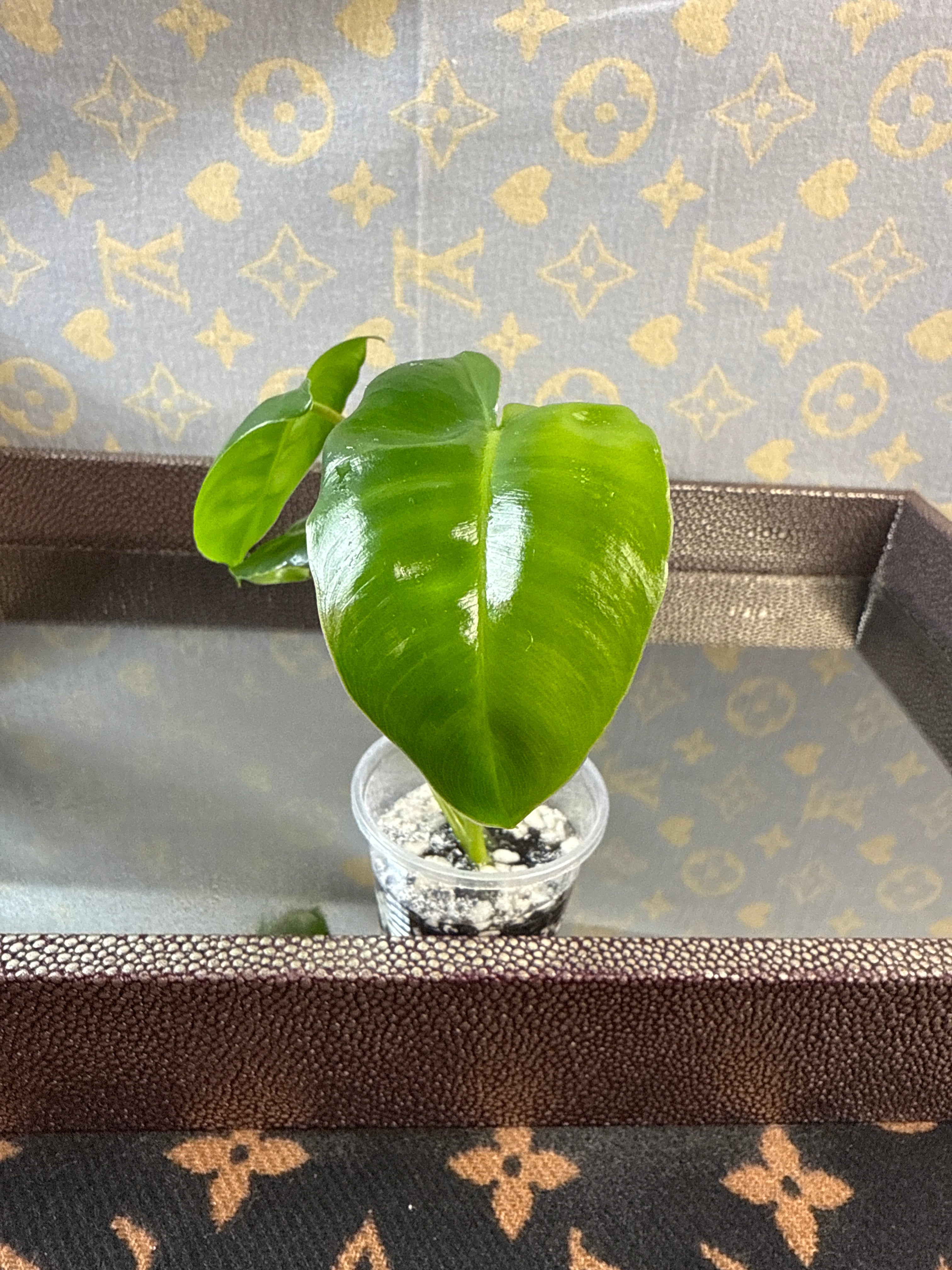 Philodendron Burle Marx rooted cutting