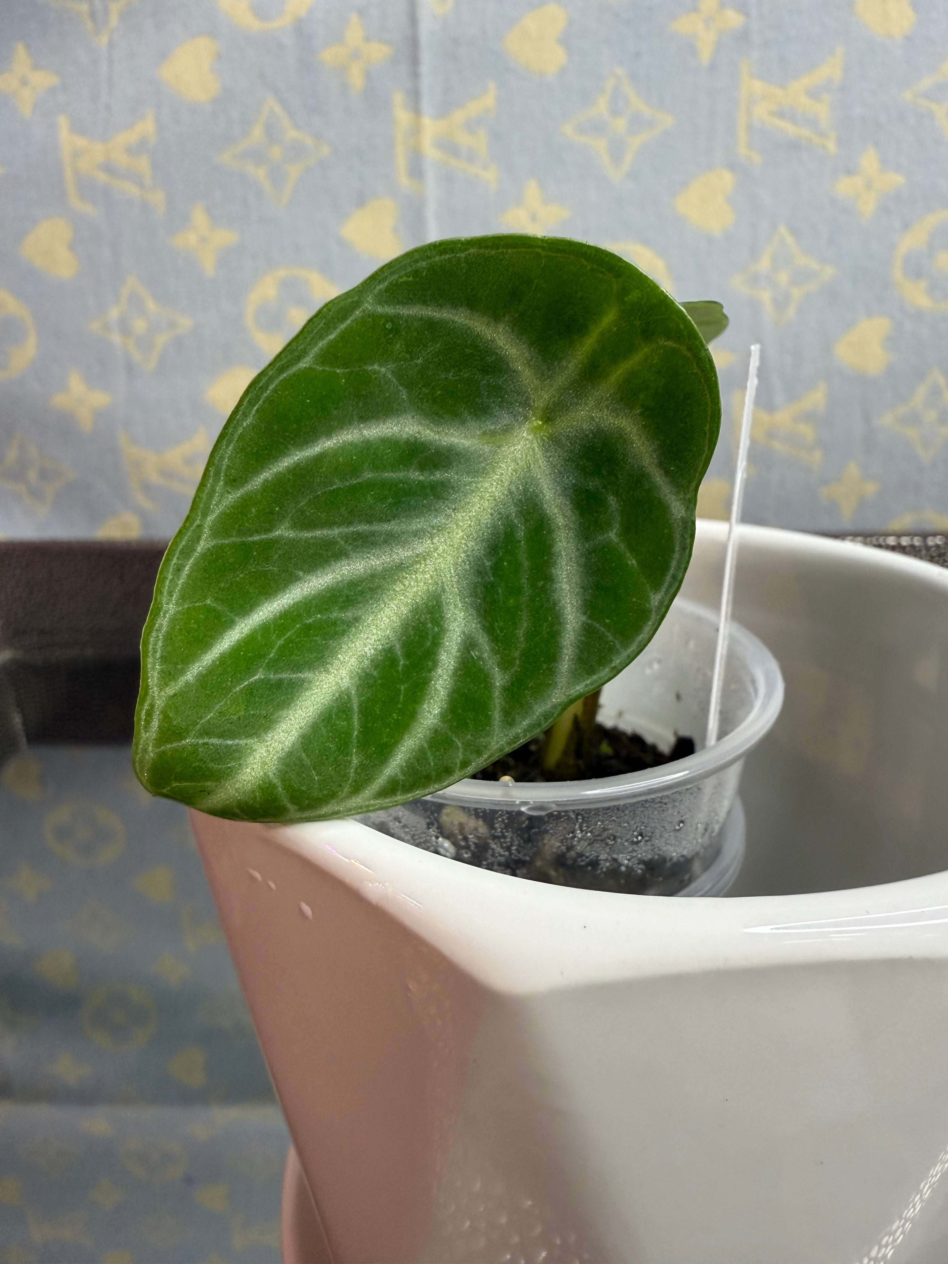 Alocasia Black Velvet (corm grown)