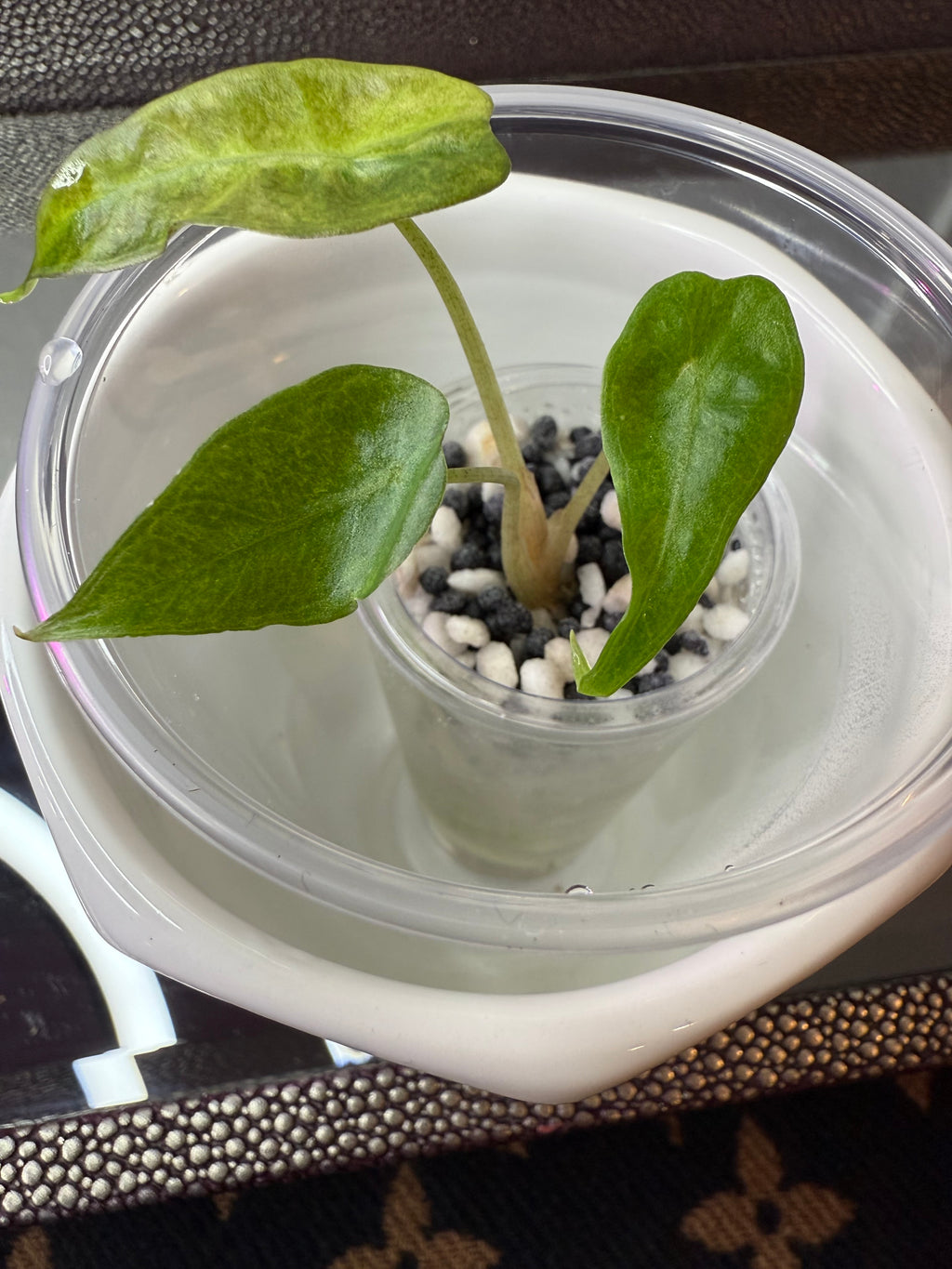 Alocasia Polly Aurea (acclimated tissue culture)