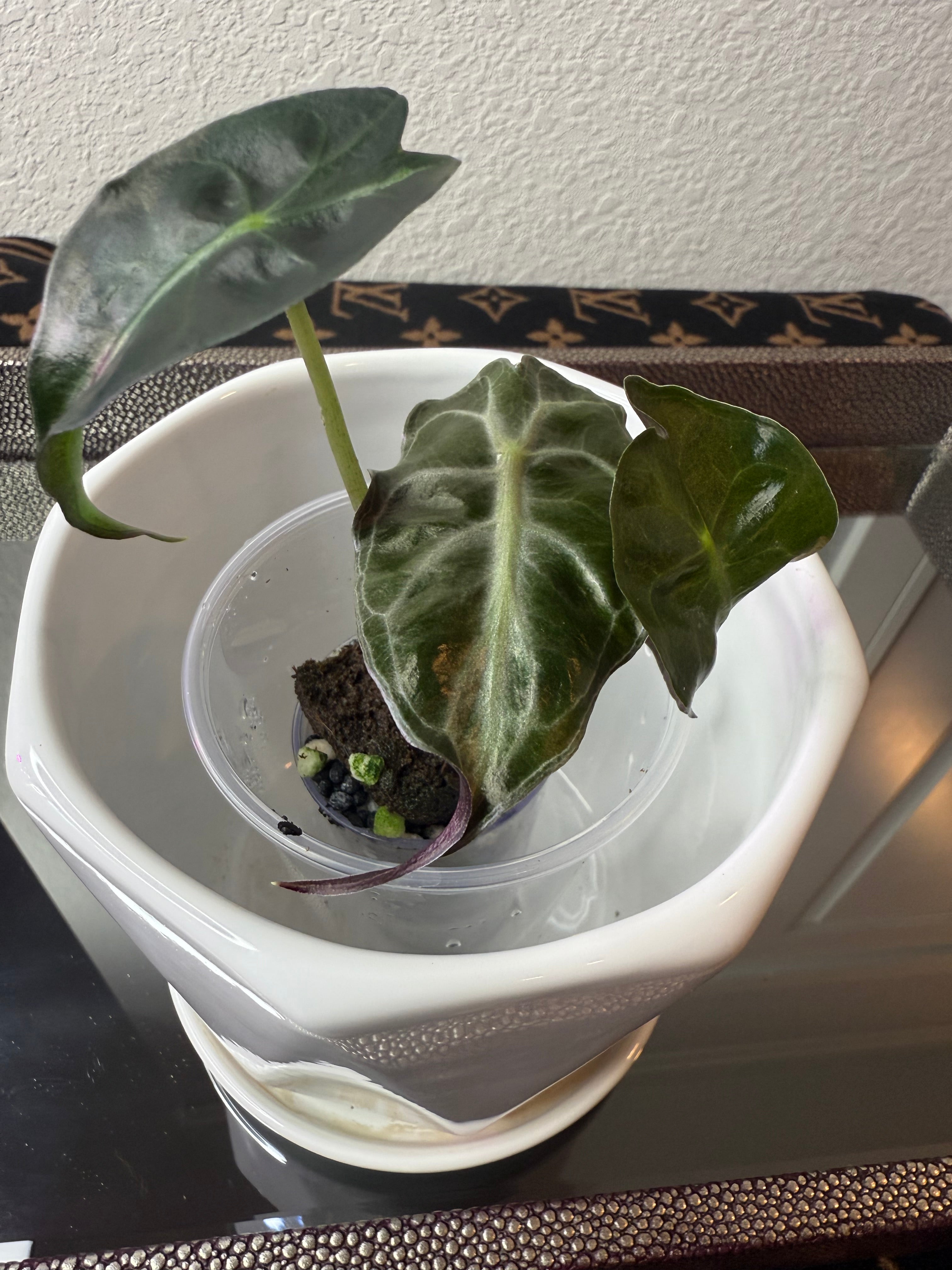 Alocasia Venom (acclimated tissue culture)