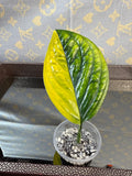 Monstera Peru Variegated rooted cutting