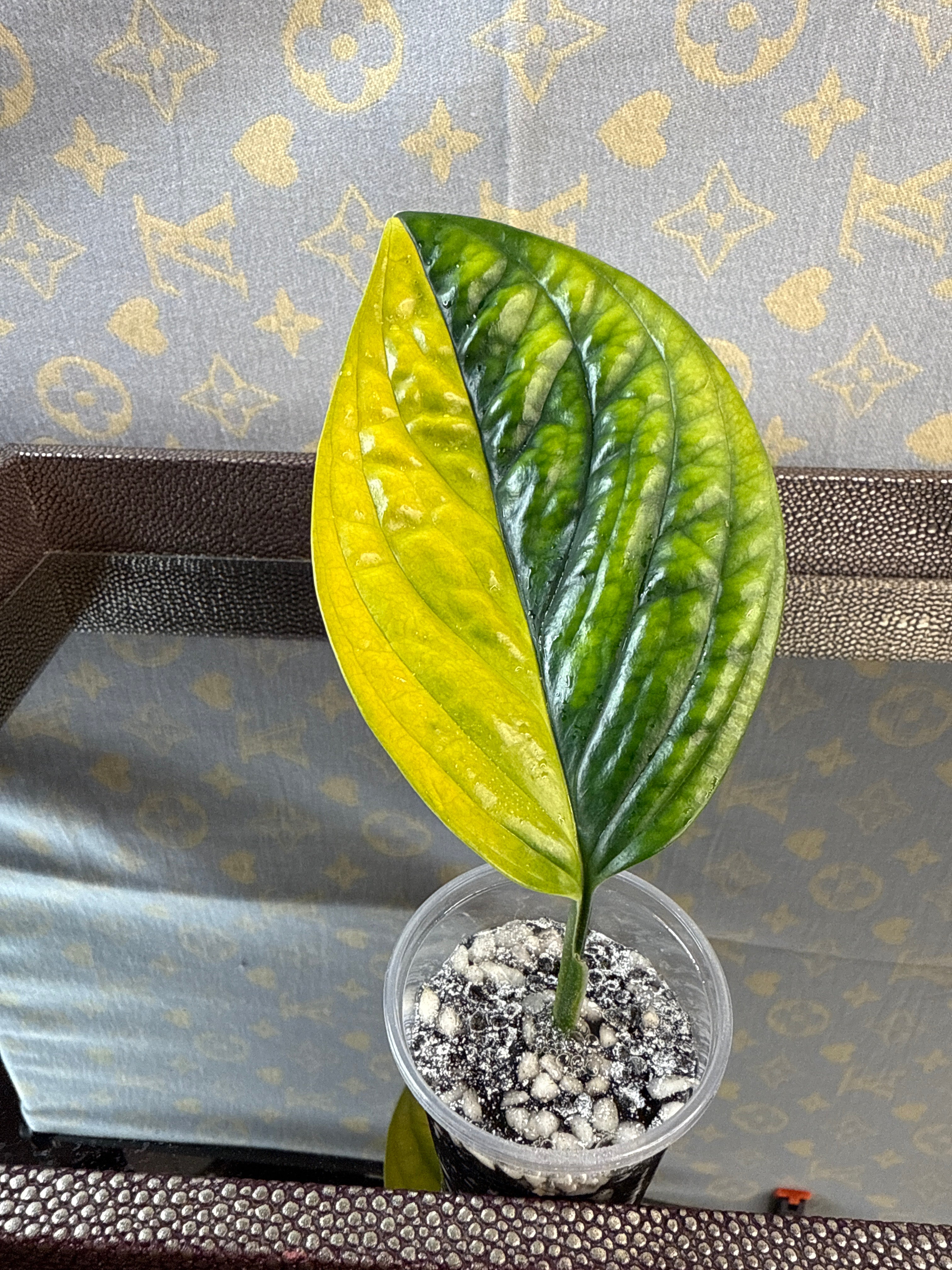 Monstera Peru Variegated rooted cutting