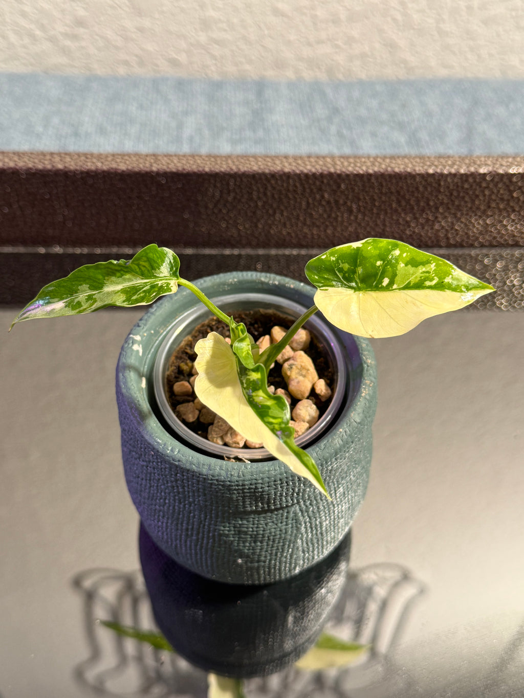 Alocasia Odora Albo