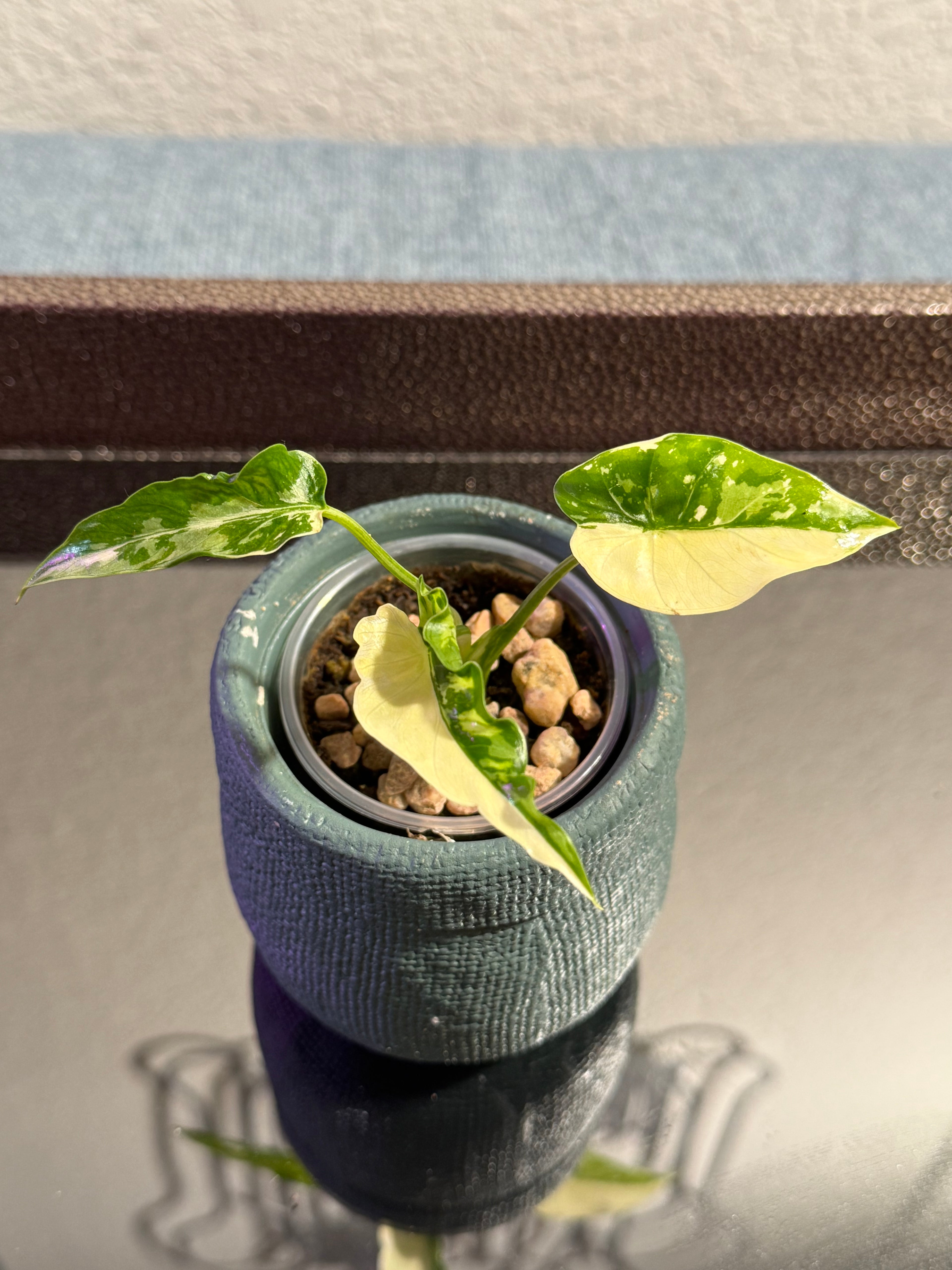 Alocasia Odora Albo