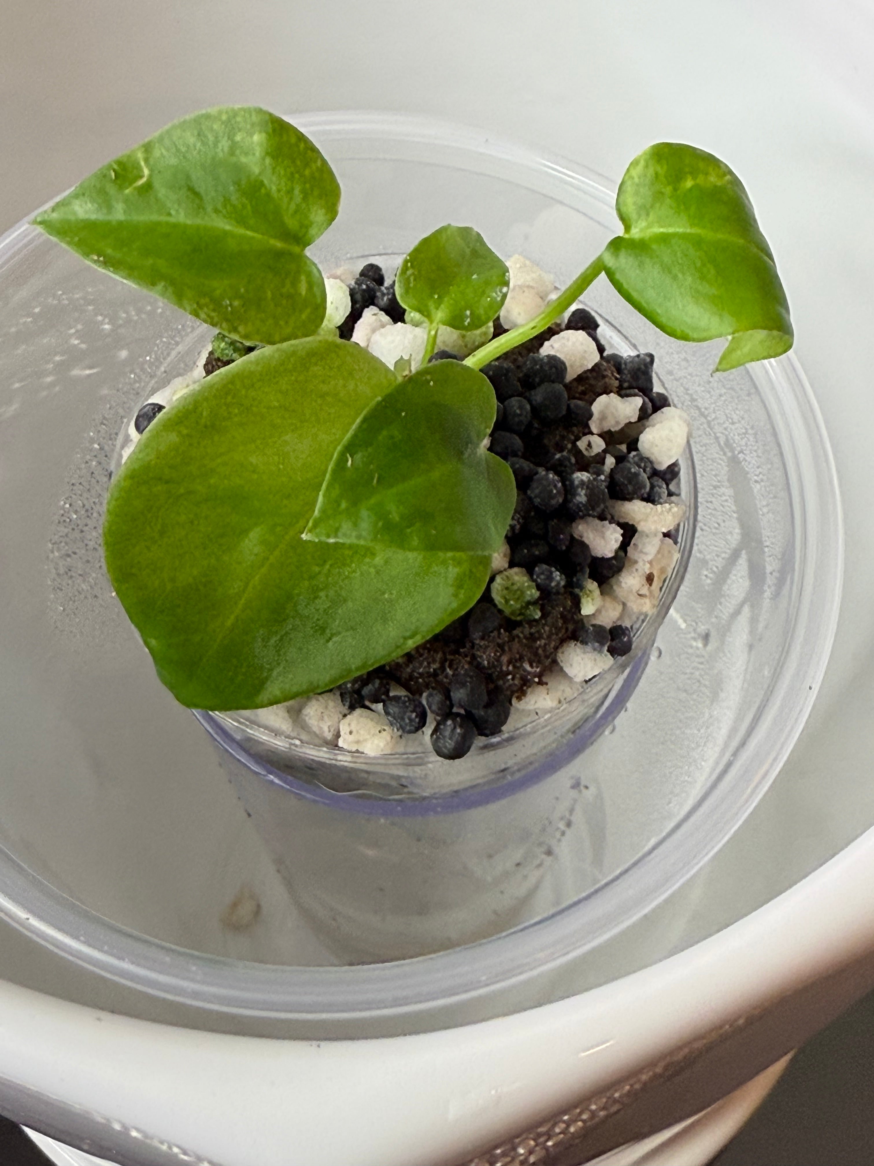 Monstera Sierrana (acclimated tissue culture)