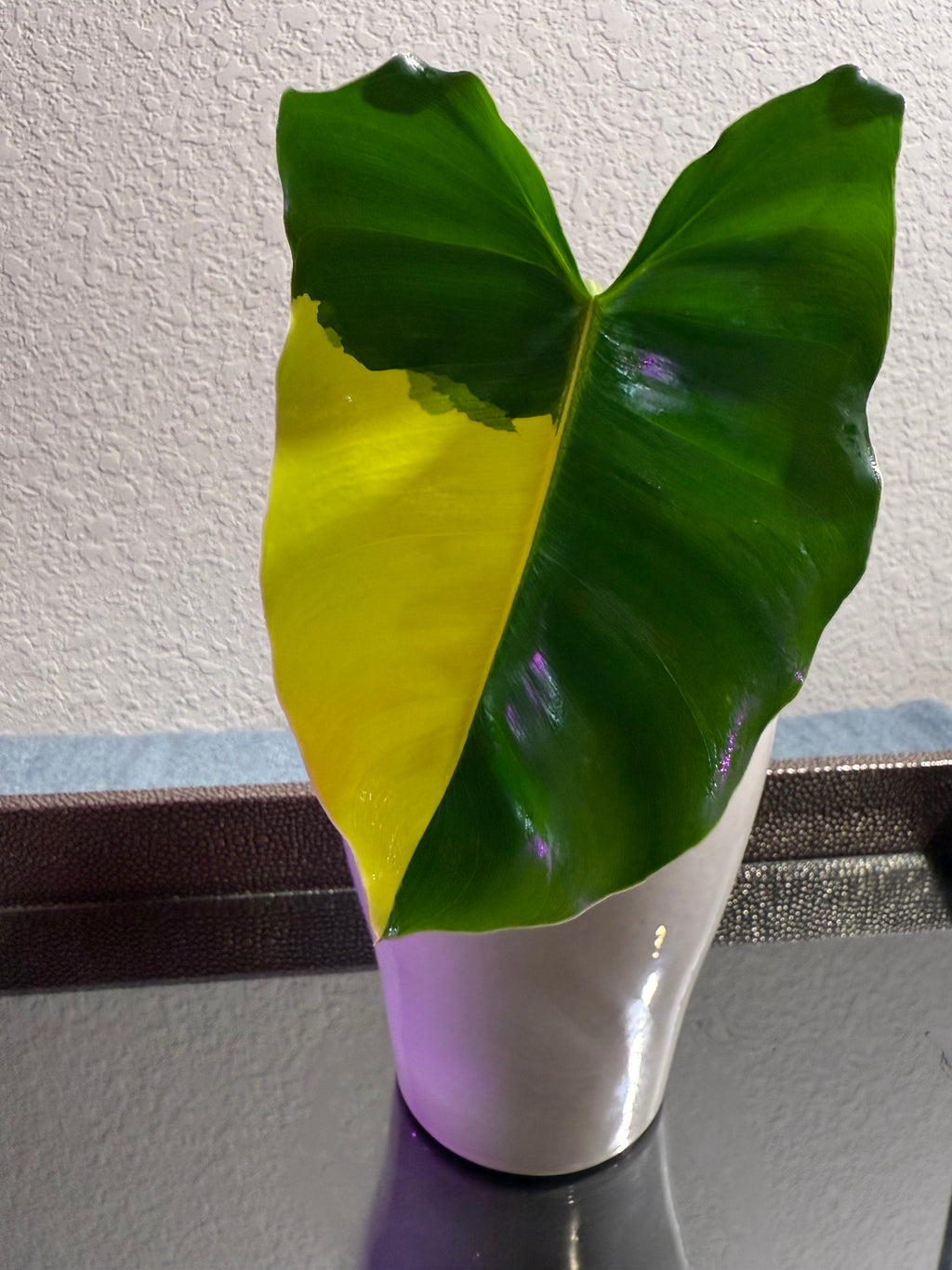 Philodendron Burle Marx Variegated